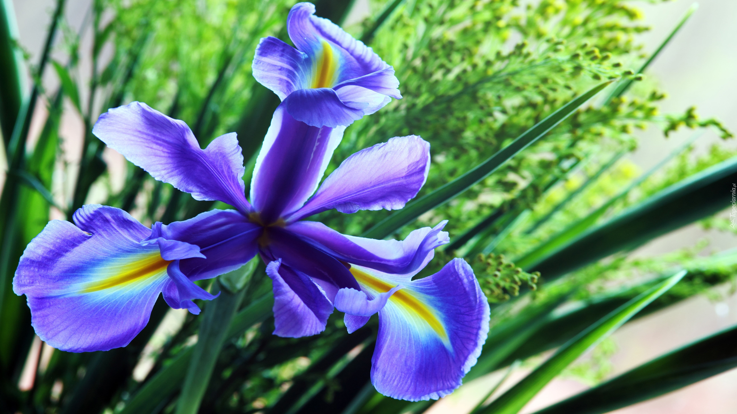 Kwiat, Niebieski, Irys