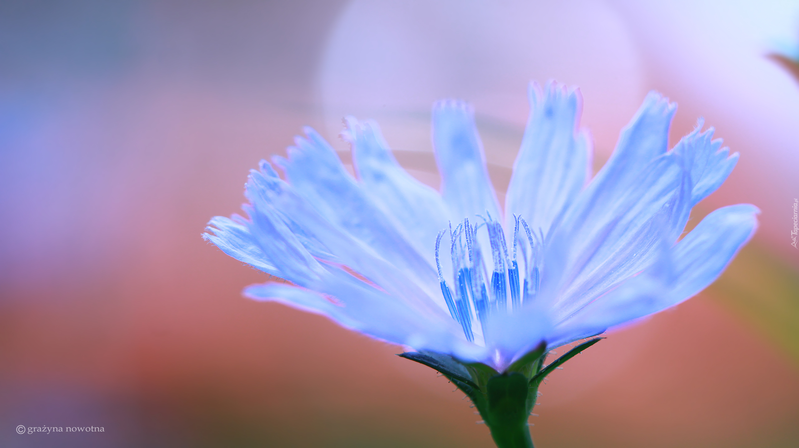 Cykoria, Niebieski, Kwiat