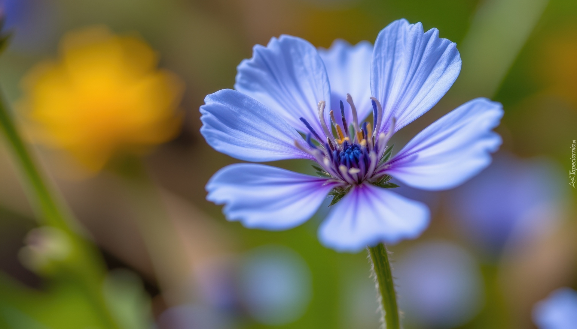 Niebieski, Kwiat, Zbliżenie