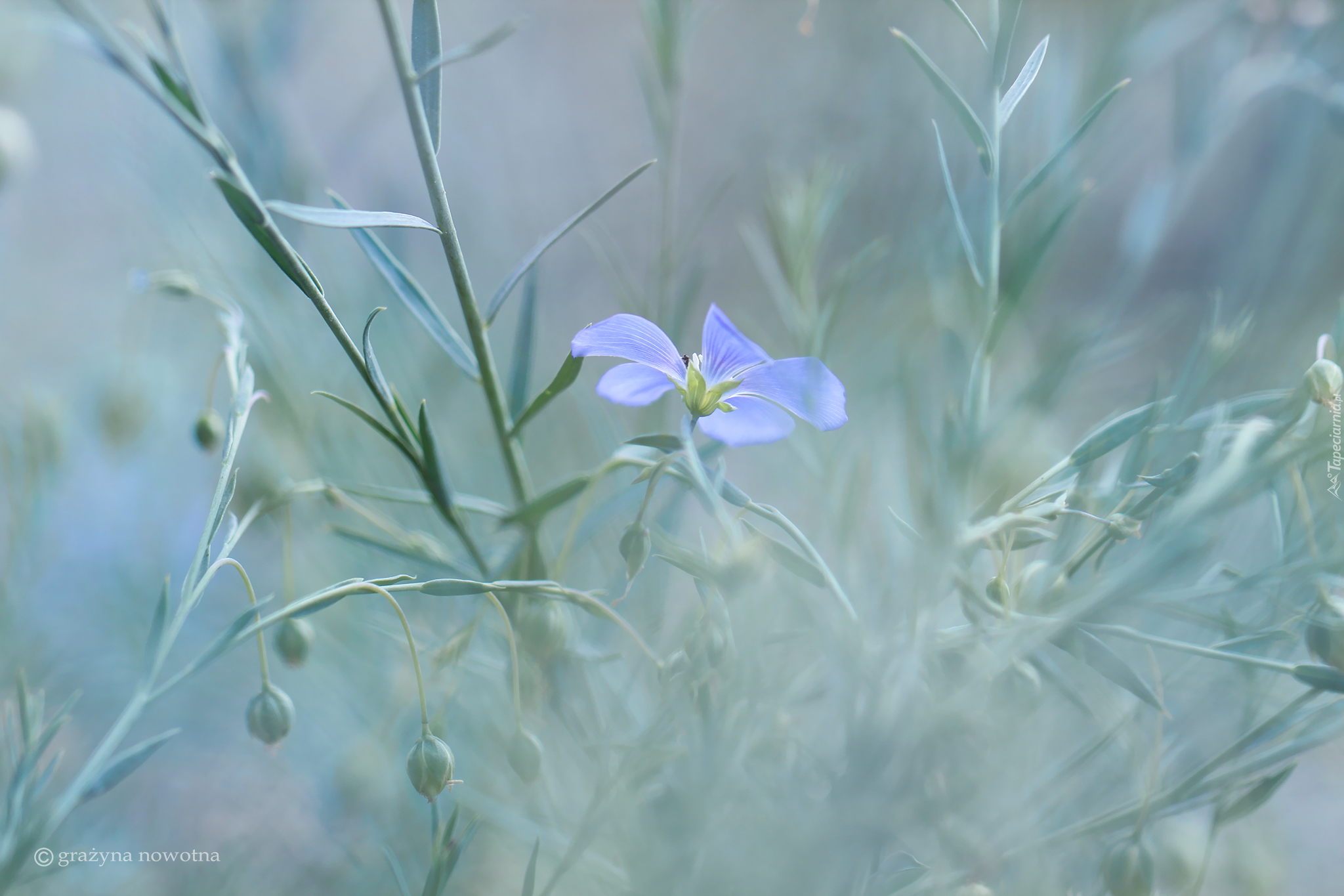 Niebieski, Kwiat, Gałązki