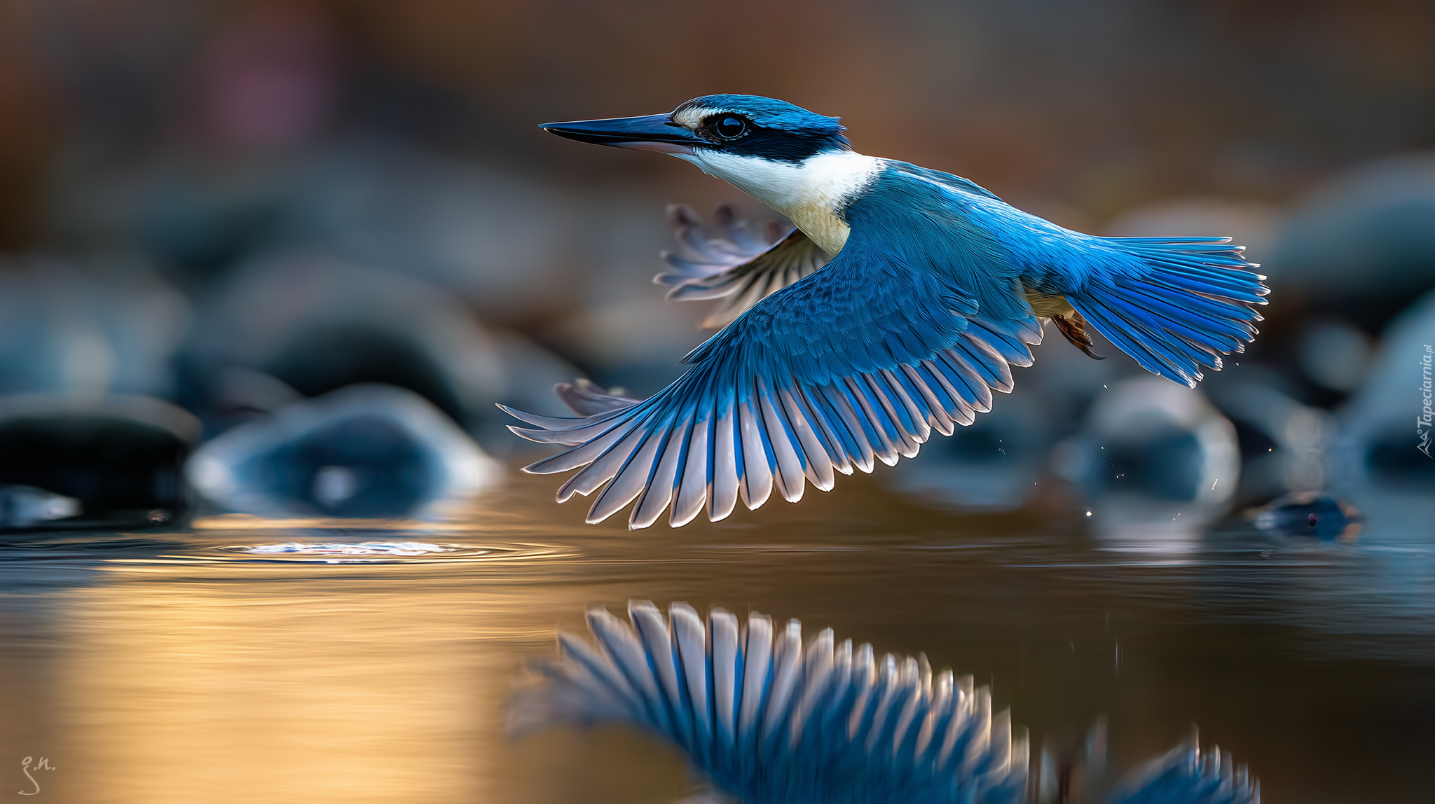 Niebieski, Ptak, Łowiec, Łowczyk obrożny, Lot, Woda, Grafika AI