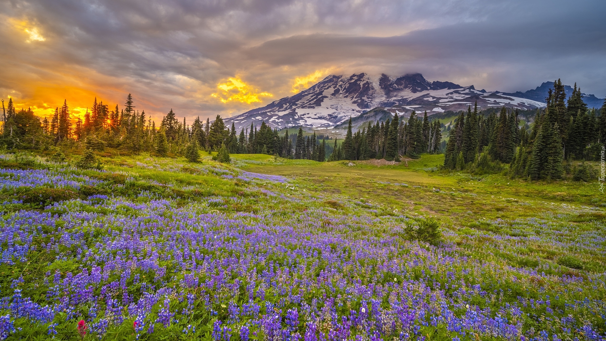 Stany Zjednoczone, Waszyngton, Park Narodowy Mount Rainier, Stratowulkan, Mount Rainier, Łąka, Łubin, Góry, Zachód słońca