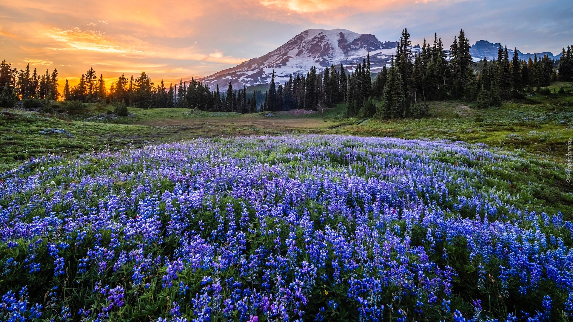 Stany Zjednoczone, Waszyngton, Park Narodowy Mount Rainier, Stratowulkan, Mount Rainier, Łąka, Łubin, Góry