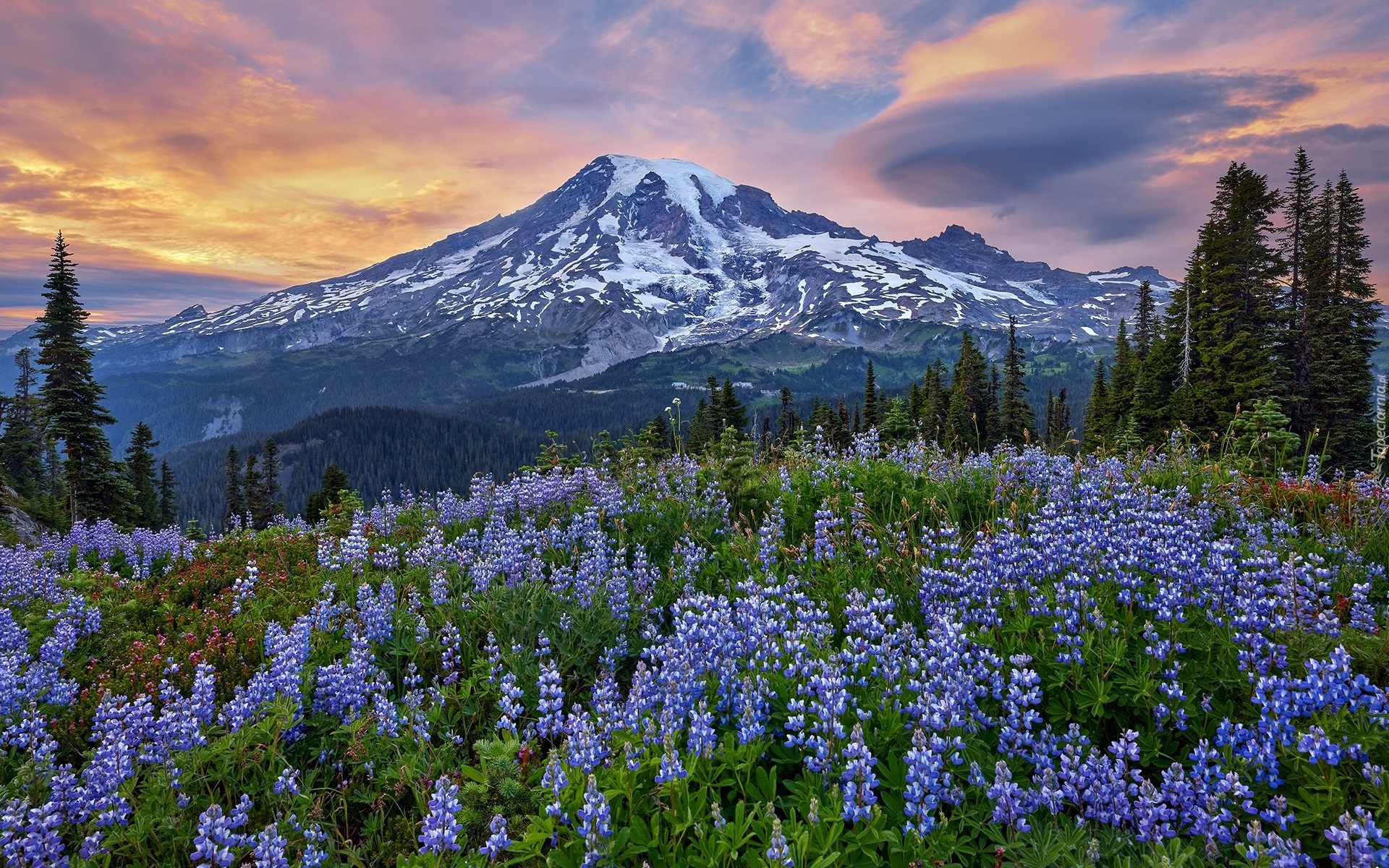 Góry, Łąka, Niebieskie, Łubiny, Drzewa, Stratowulkan, Mount Rainier, Park Narodowy Mount Rainier, Stan Waszyngton, Stany Zjednoczone