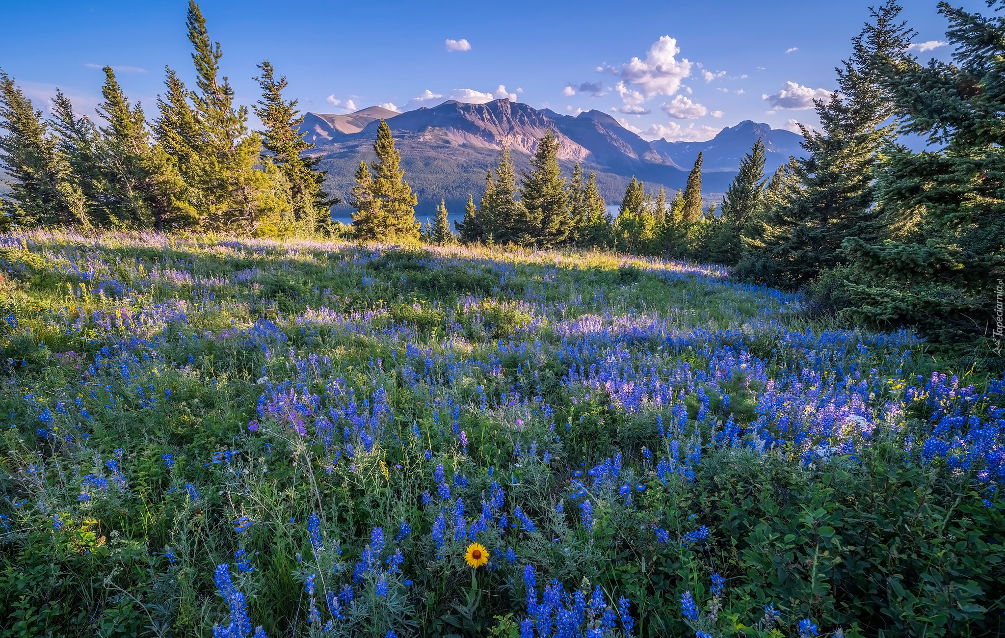 Park Narodowy Lodowców, Montana, Stany Zjednoczone, Kwiaty, Łubin, Drzewa, Góry