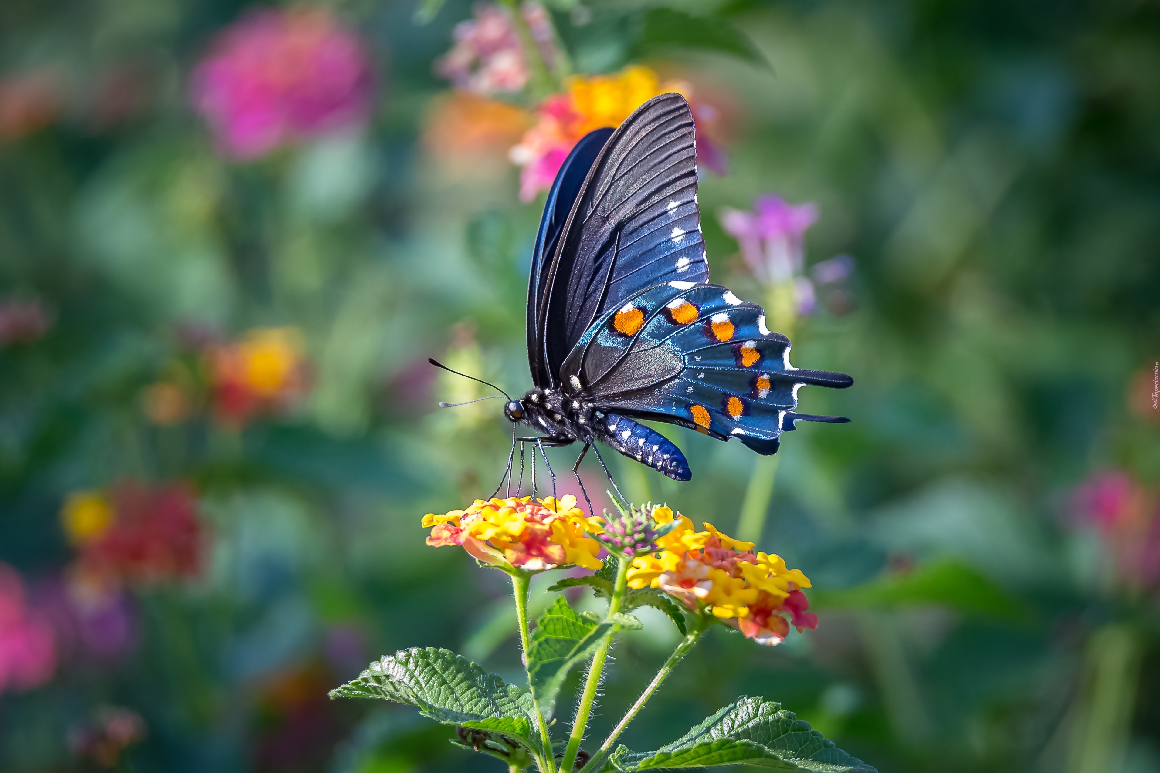 Motyl, Czarny paź królowej, Kwiaty