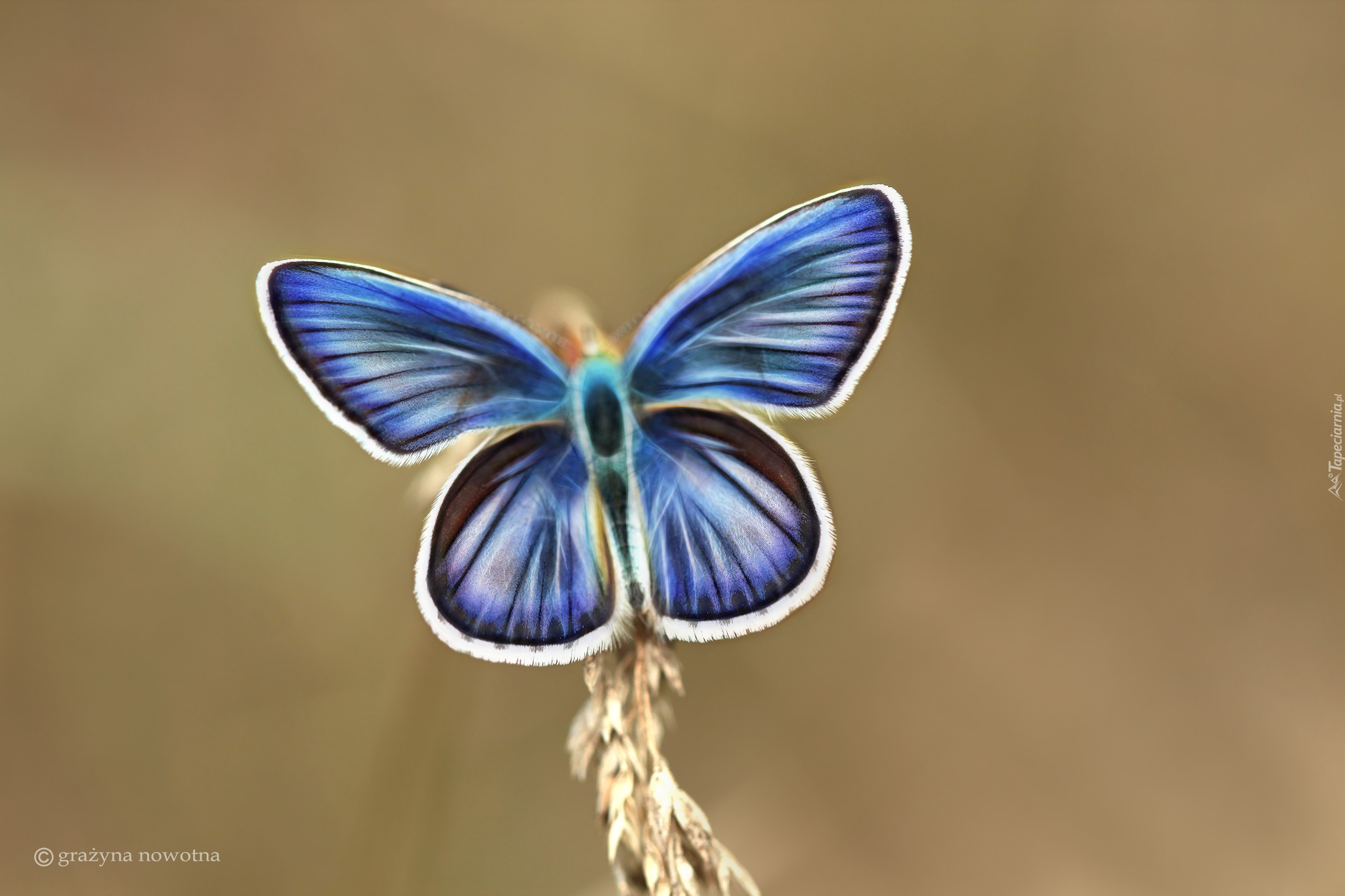 Motyl, Niebieski, Fractalius