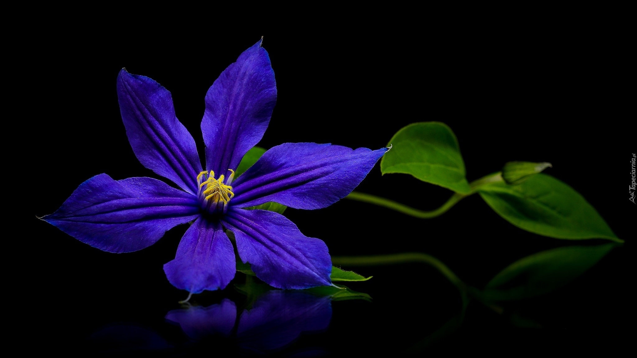 Kwiat, Powojnik, Niebieski, Ciemne tło
