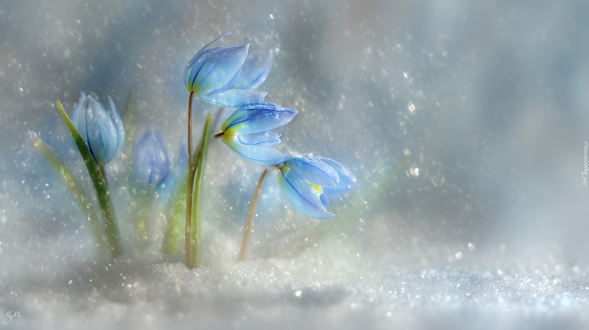 Cebulica syberyjska, Niebieskie, Kwiaty, Śnieg, Grafika AI