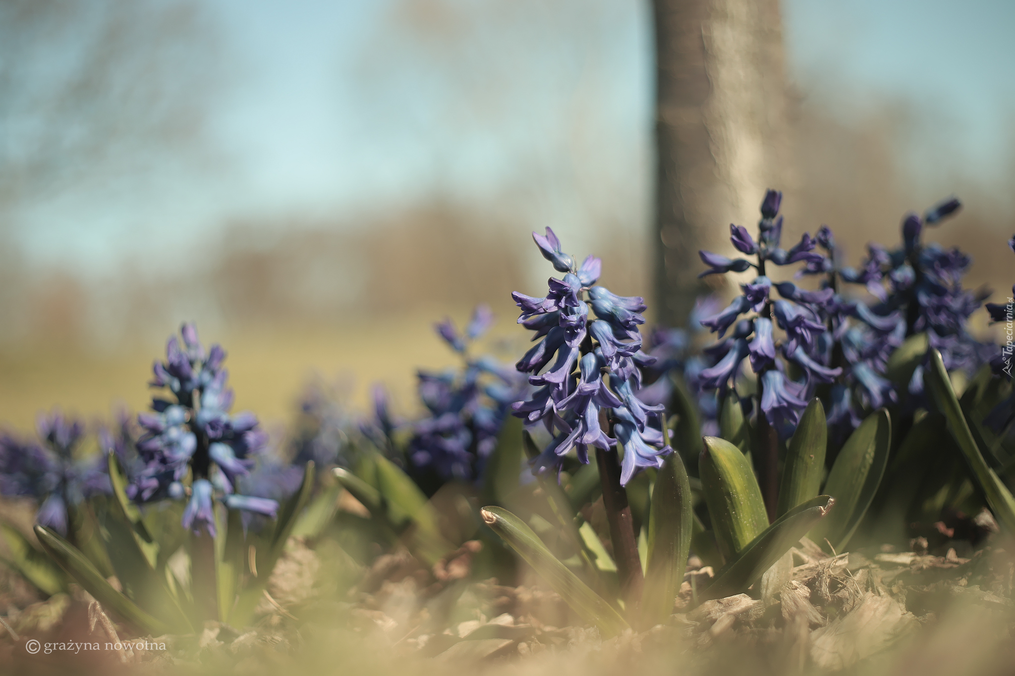 Niebieskie, Hiacynty, Kwiaty