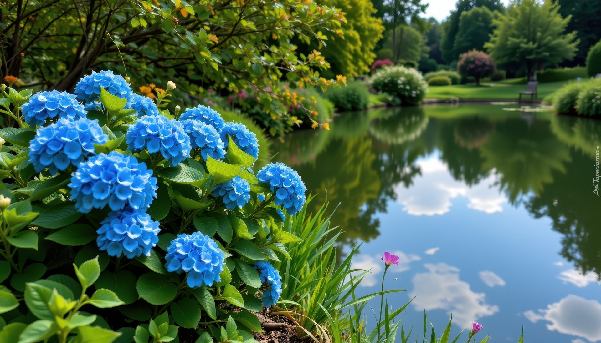 Staw, Kwiaty, Niebieskie, Hortensje, Zieleń, Park
