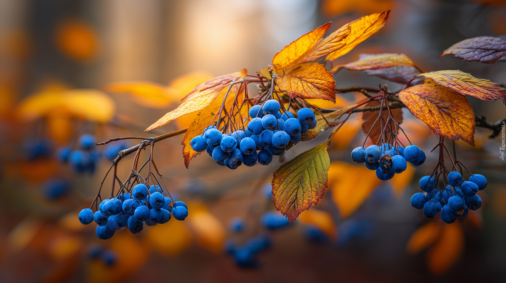 Niebieskie, Owoce, Jagody, Jesienne, Liście, Grafika AI