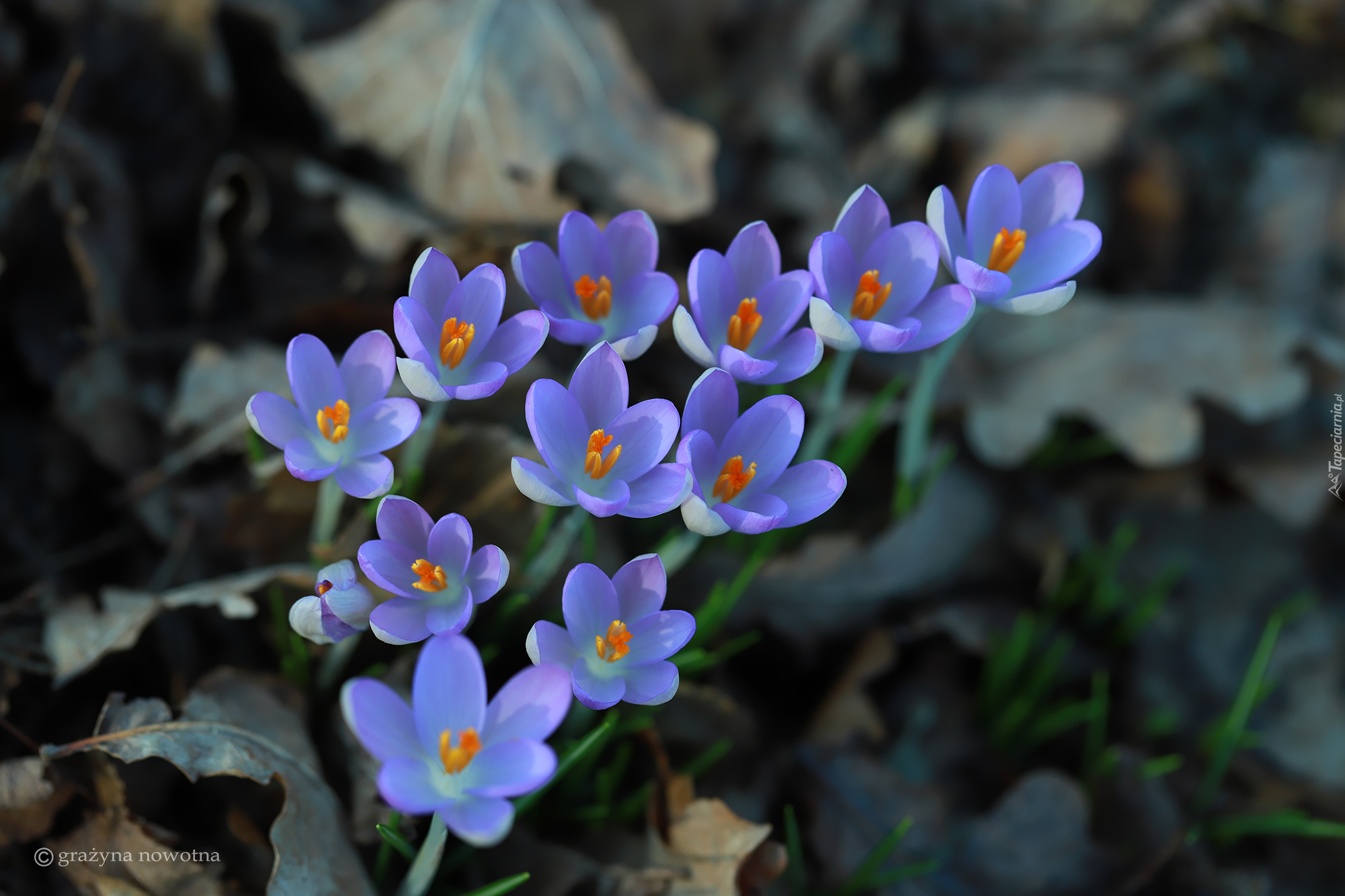 Niebieskie, Krokusy, Kwiaty