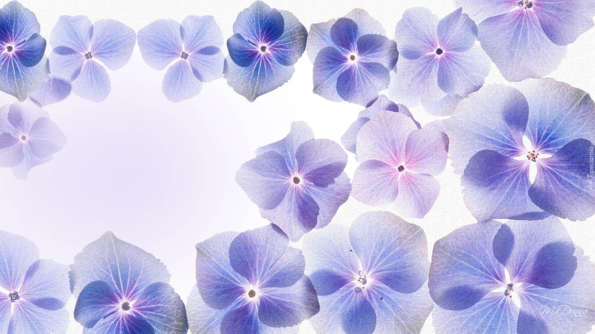 Niebieskie, Kwiatuszki, Hortensja, Grafika