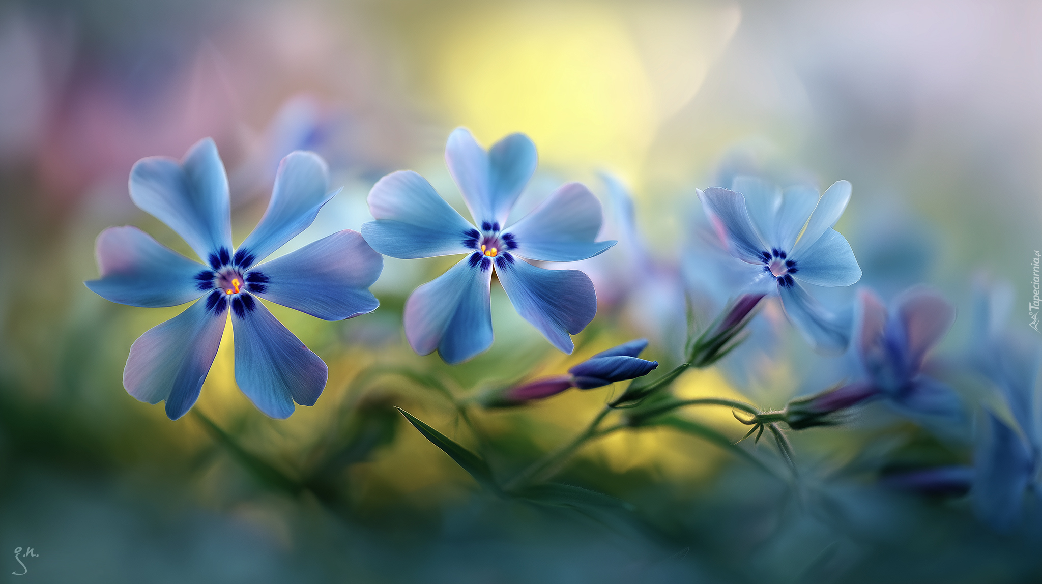 Floksy, Niebieskie, Kwiaty, Grafika AI