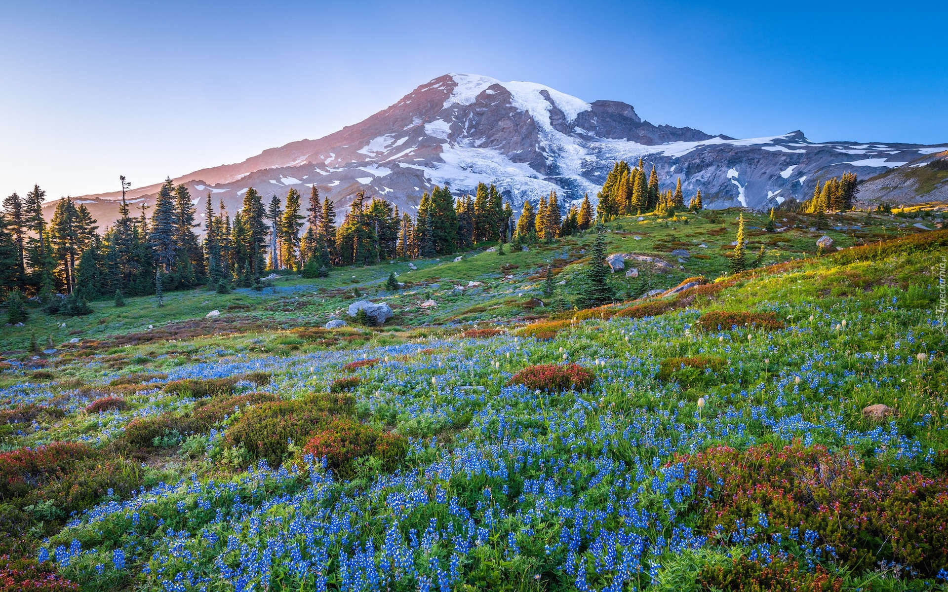 Góry, Stratowulkan, Mount Rainier, Drzewa, Łąka, Niebieskie, Kwiaty, Łubin, Park Narodowy Mount Rainier, Stan Waszyngton, Stany Zjednoczone