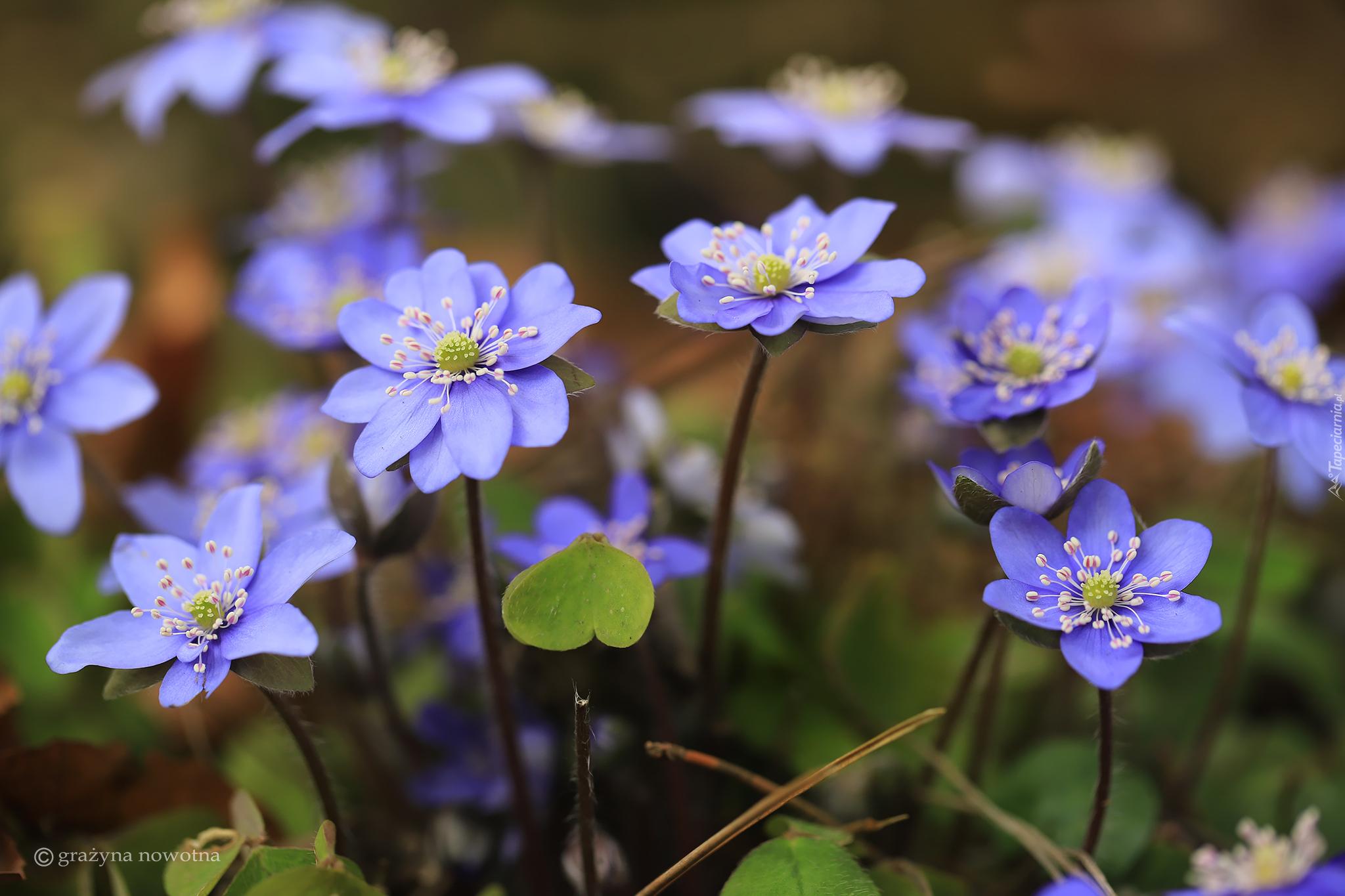 Przylaszczki, Kwiaty, Niebieskie