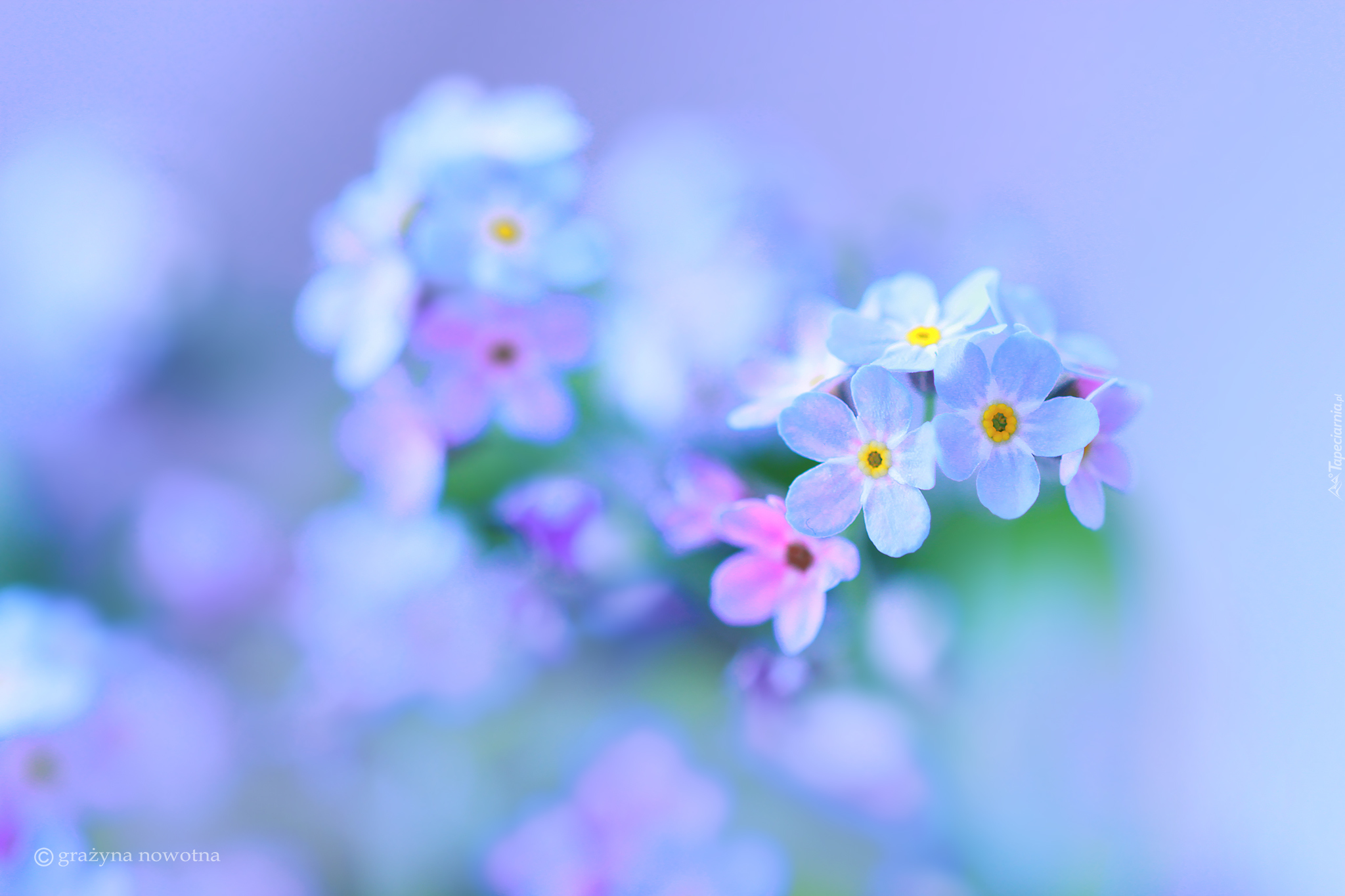 Niezapominajki, Niebieskie, Kwiaty, Rozmycie