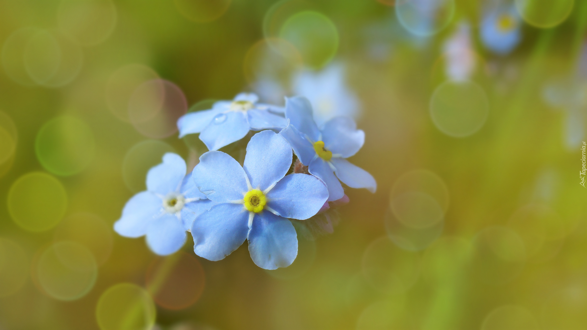 Niebieskie, Niezapominajki, Bokeh, Zbliżenie