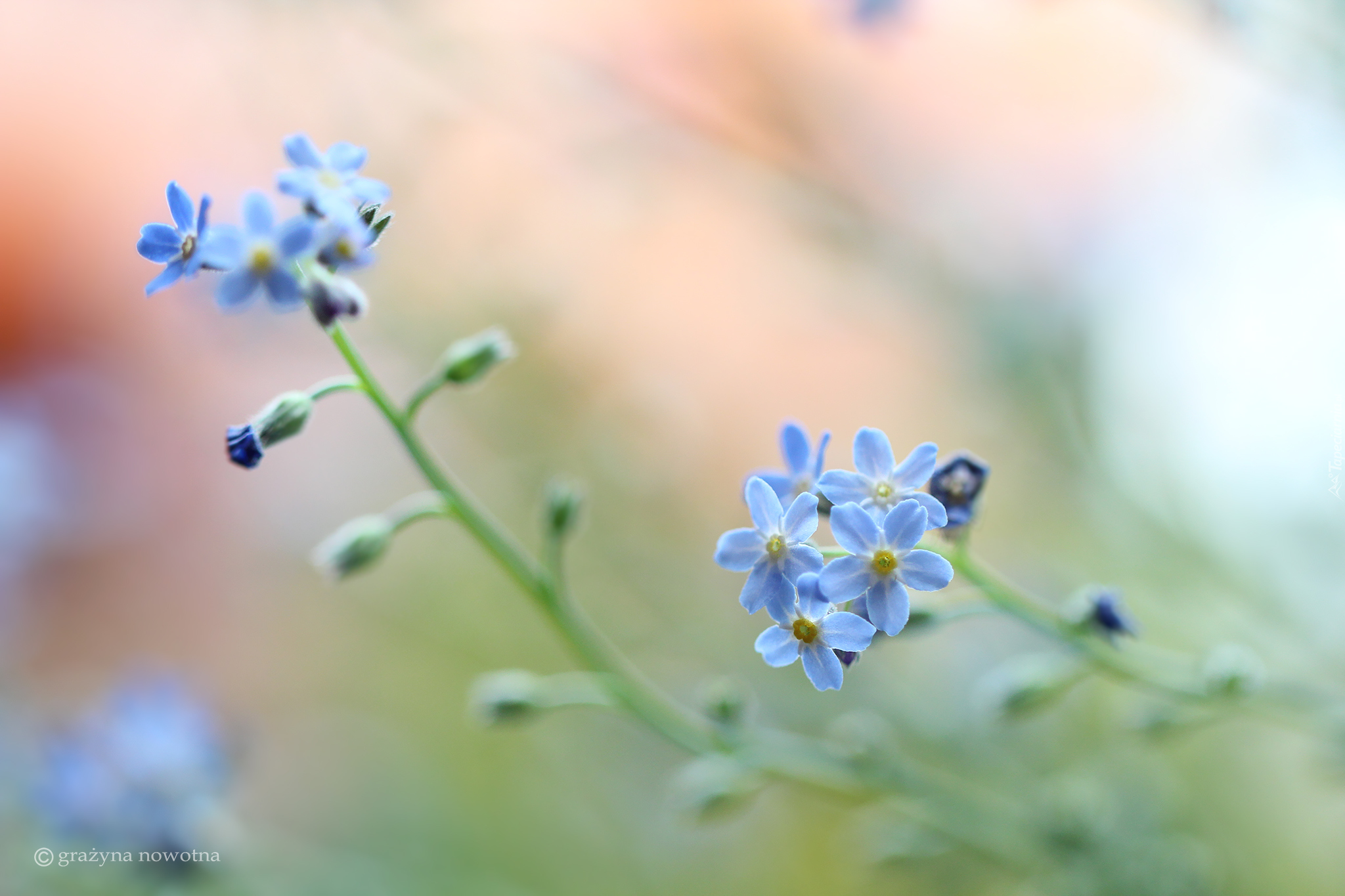 Niezapominajki, Kwiaty, Niebieskie, Zbliżenie