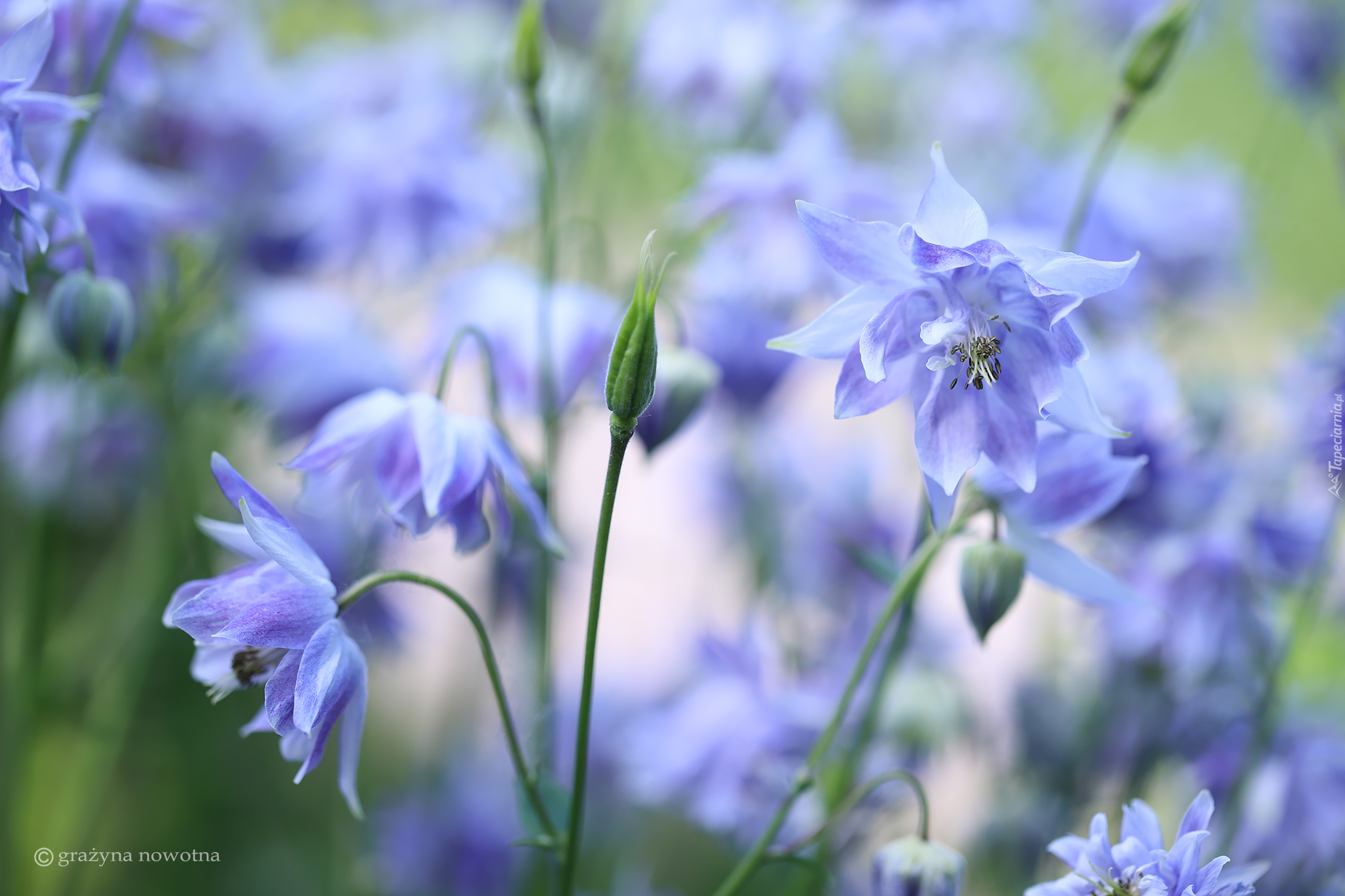 Niebieskie, Orliki, Kwiaty