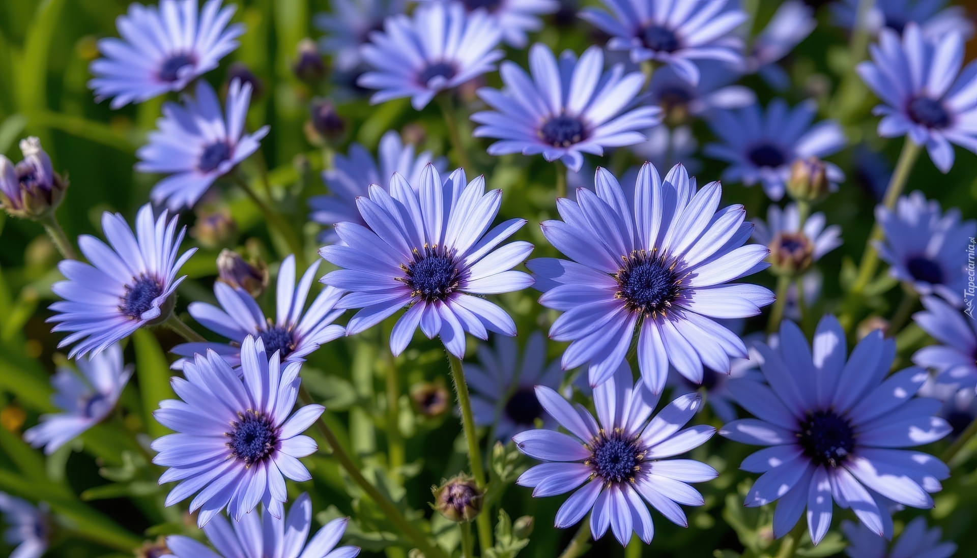 Niebieskie, Kwiaty, Stokrotki afrykańskie