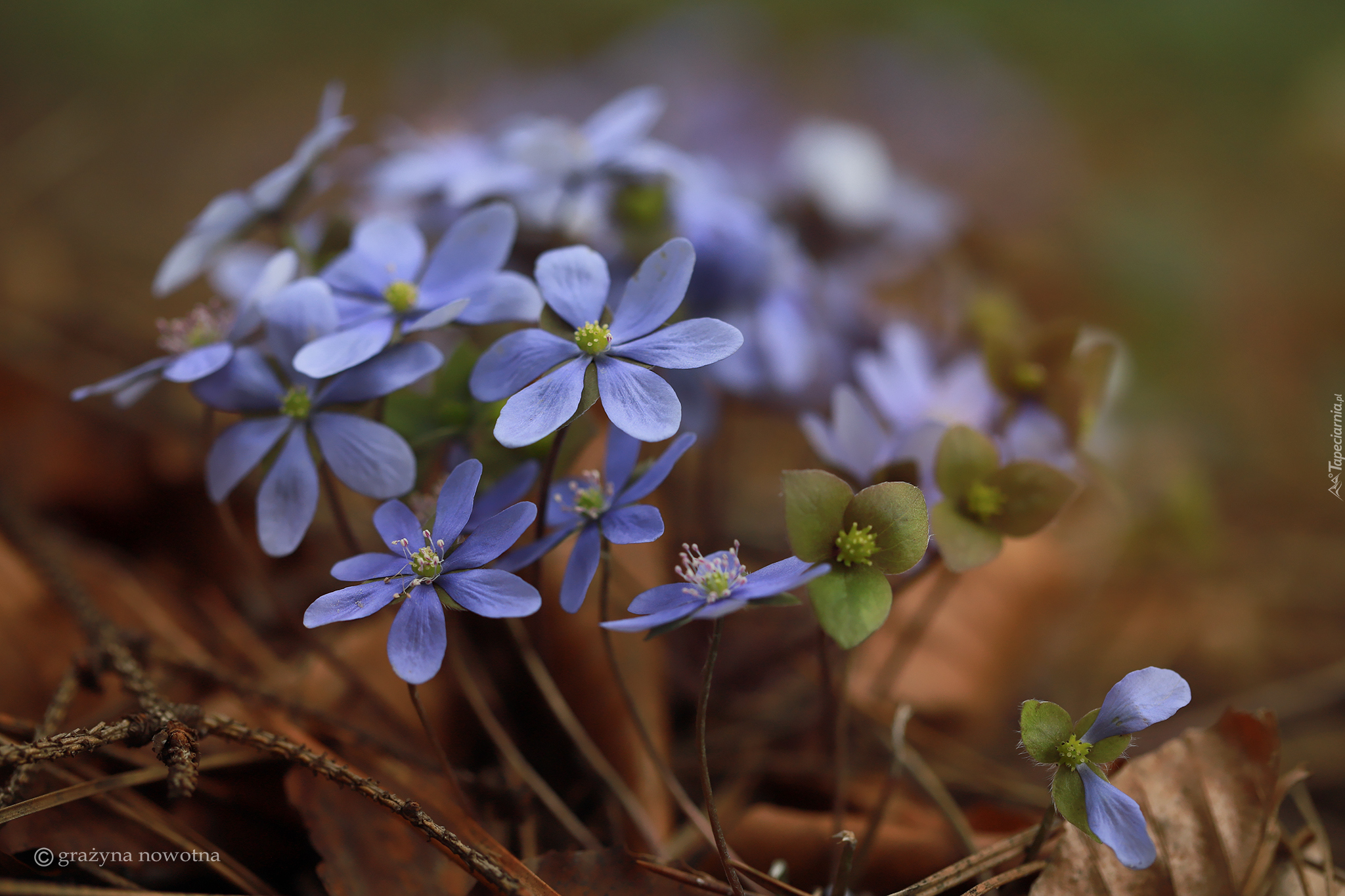 Przylaszczki, Niebieskie, Kwiatki