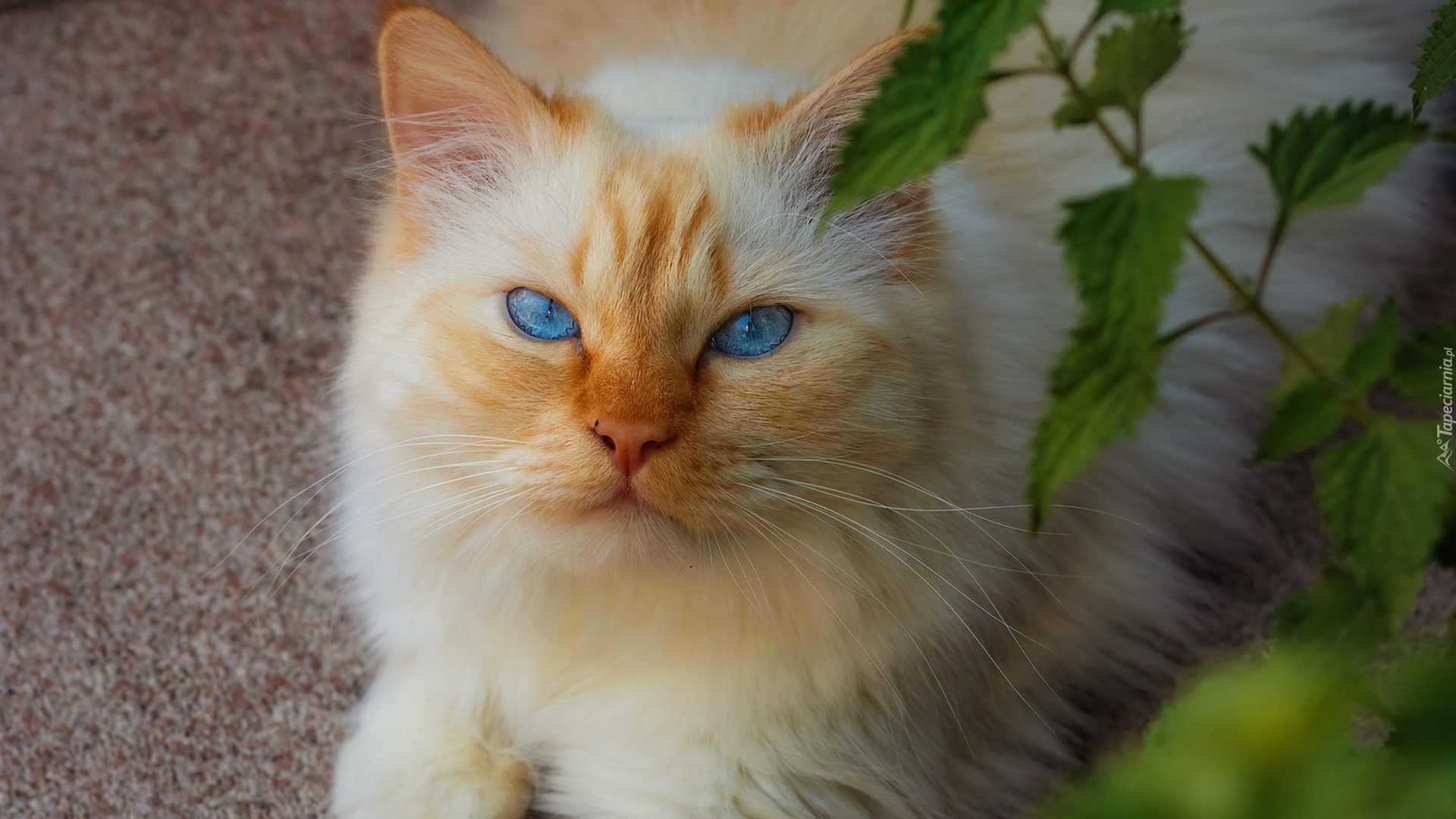 Kot, Biało-rudy, Niebieskooki, Liście
