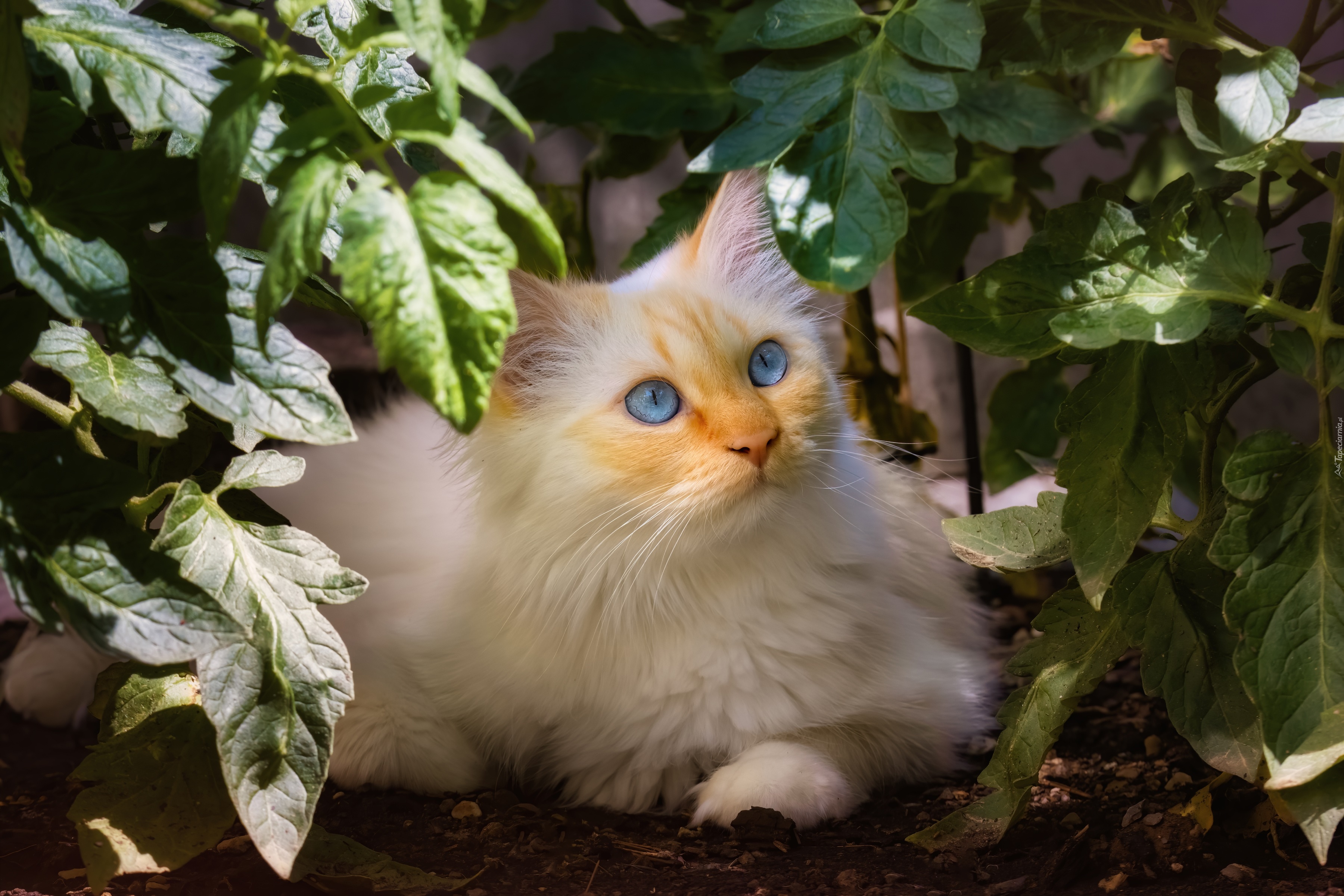 Biały, Kot, Niebieskie, Oczy, Roślina, Liście