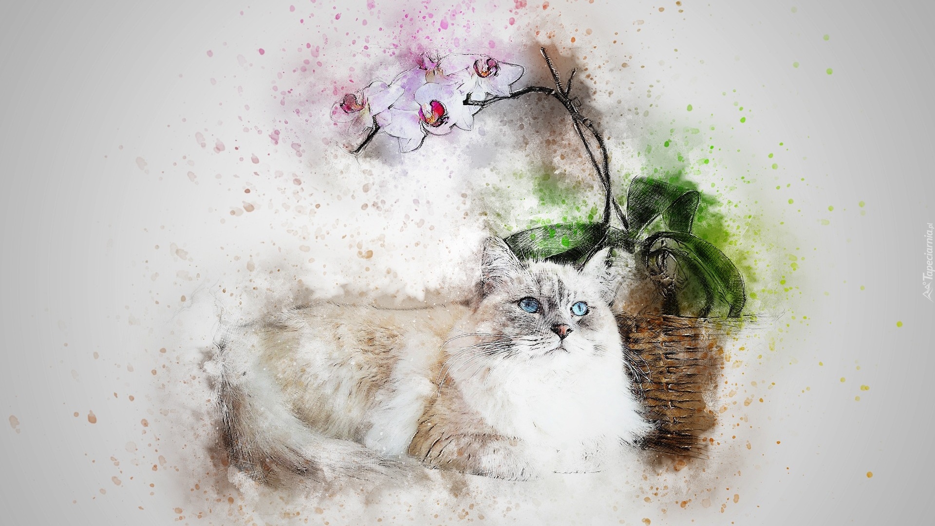 Kot, Storczyk, Paintography