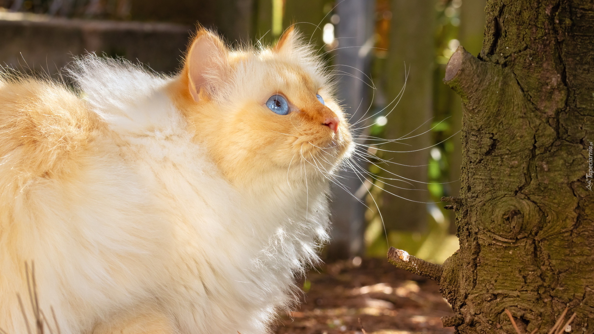 Niebieskooki, Długowłosy, Kot