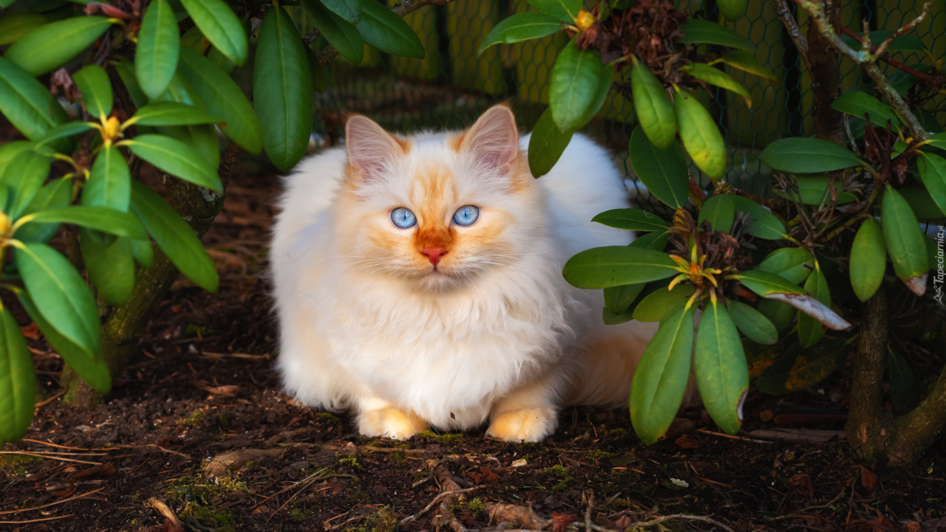 Biały, Kot, Niebieskie, Oczy, Liście