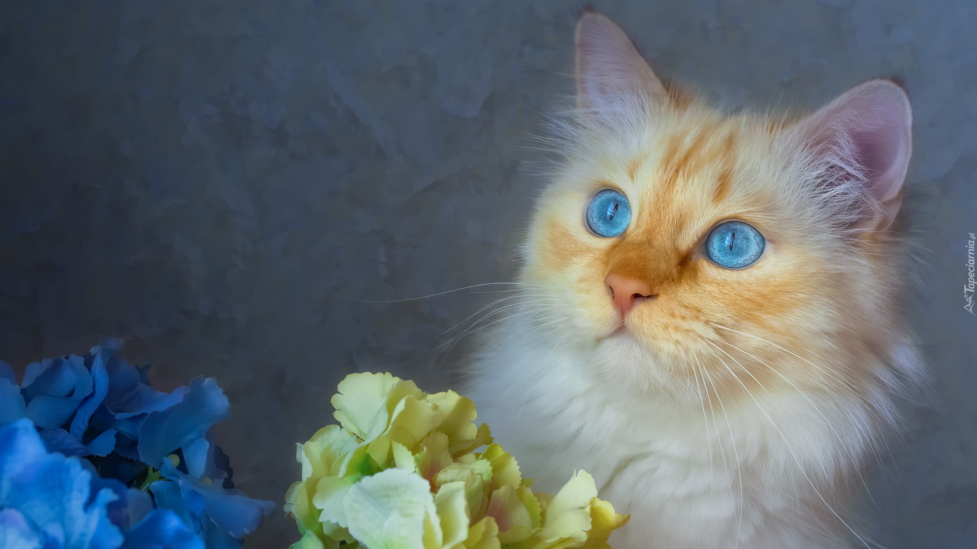 Niebieskooki, Kot, Kwiaty