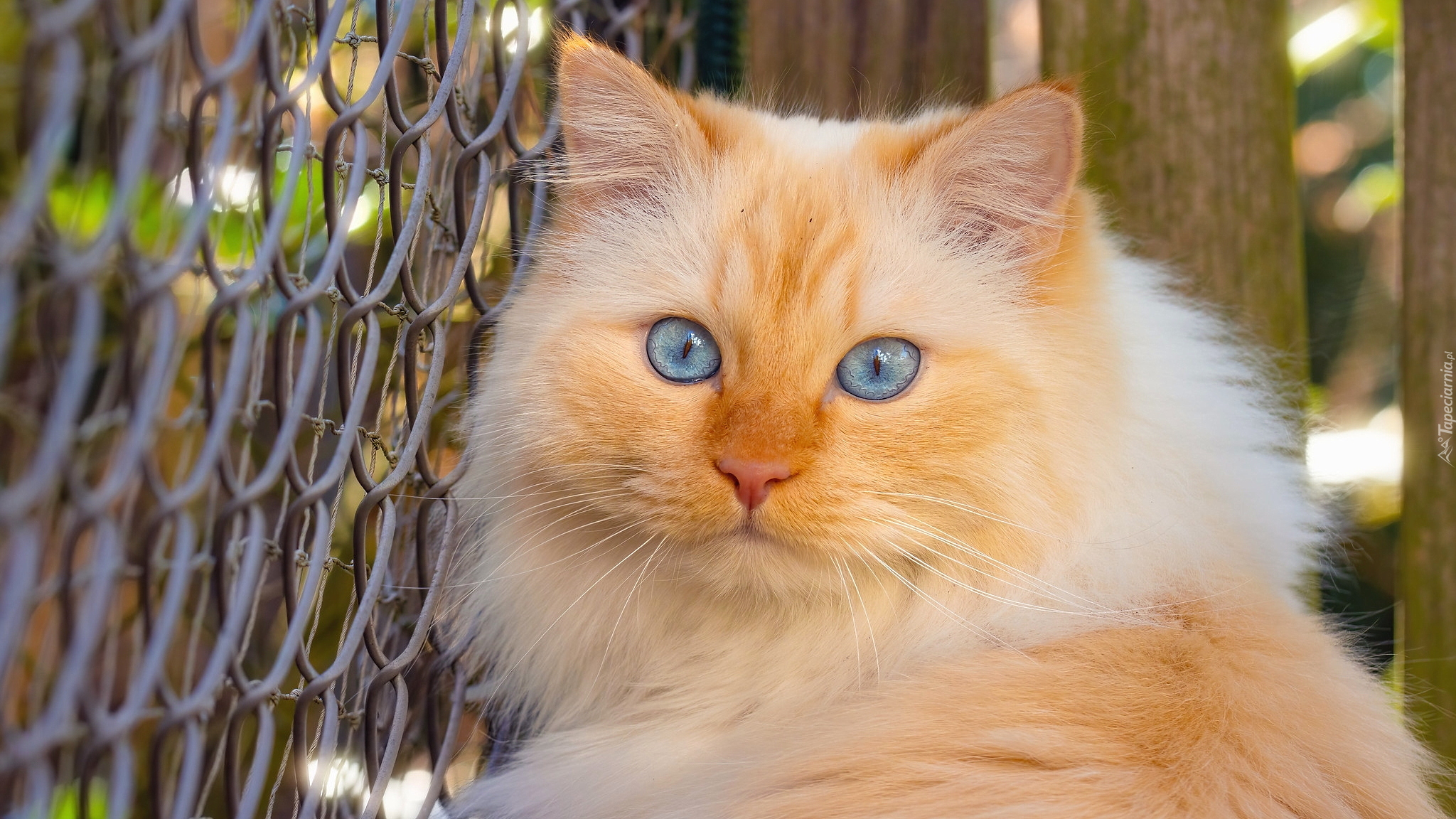 Kot, Niebieskie, Oczy, Ogrodzenie, Siatka