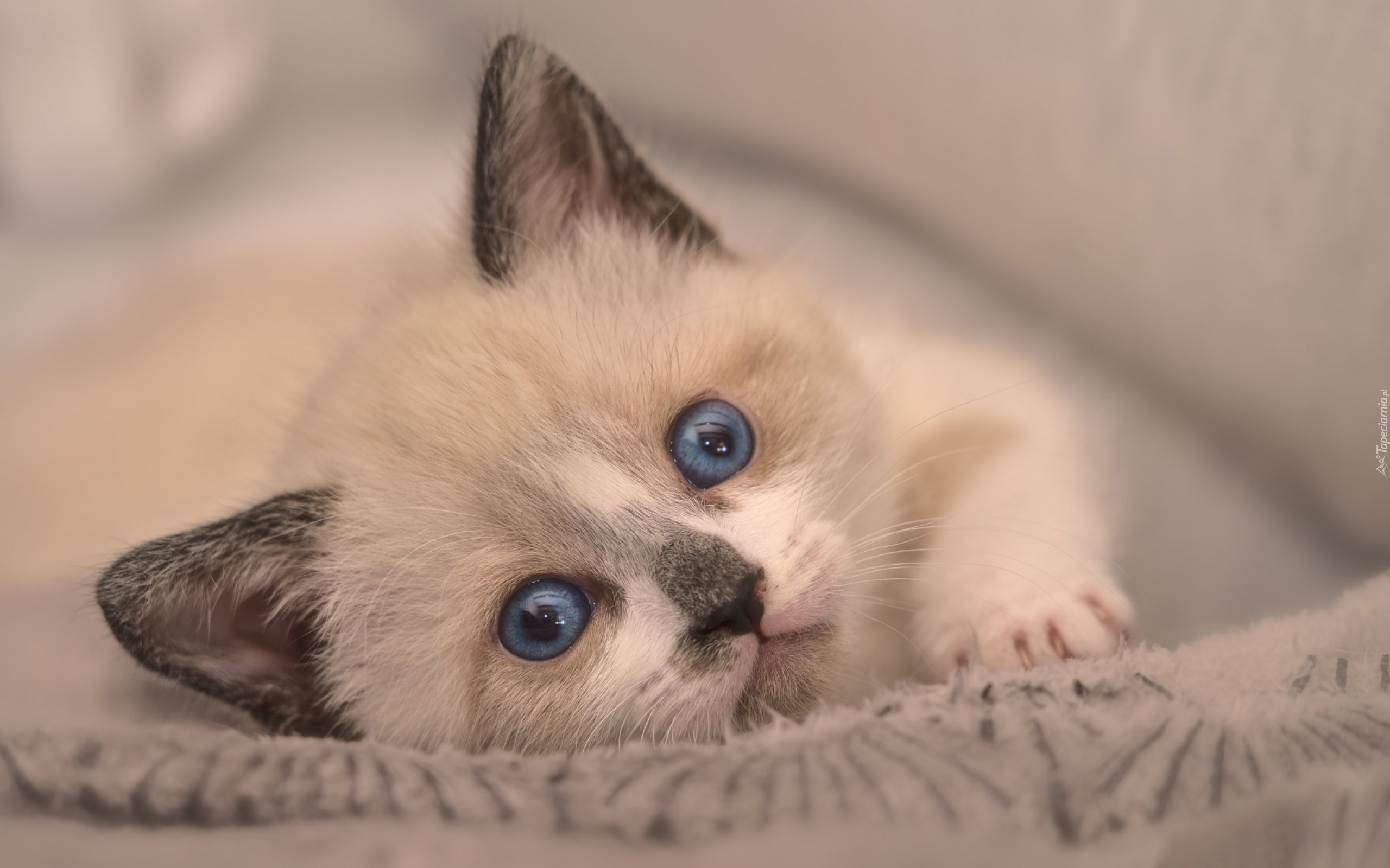Mały, Kotek, Kot, Niebieskie, Oczy