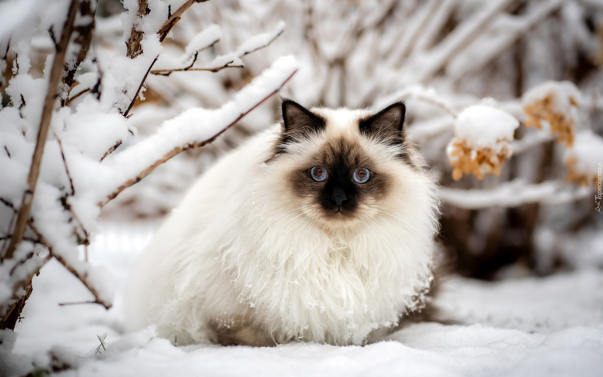 Zima, Kot, Ragdoll, Niebieskooki, Śnieg