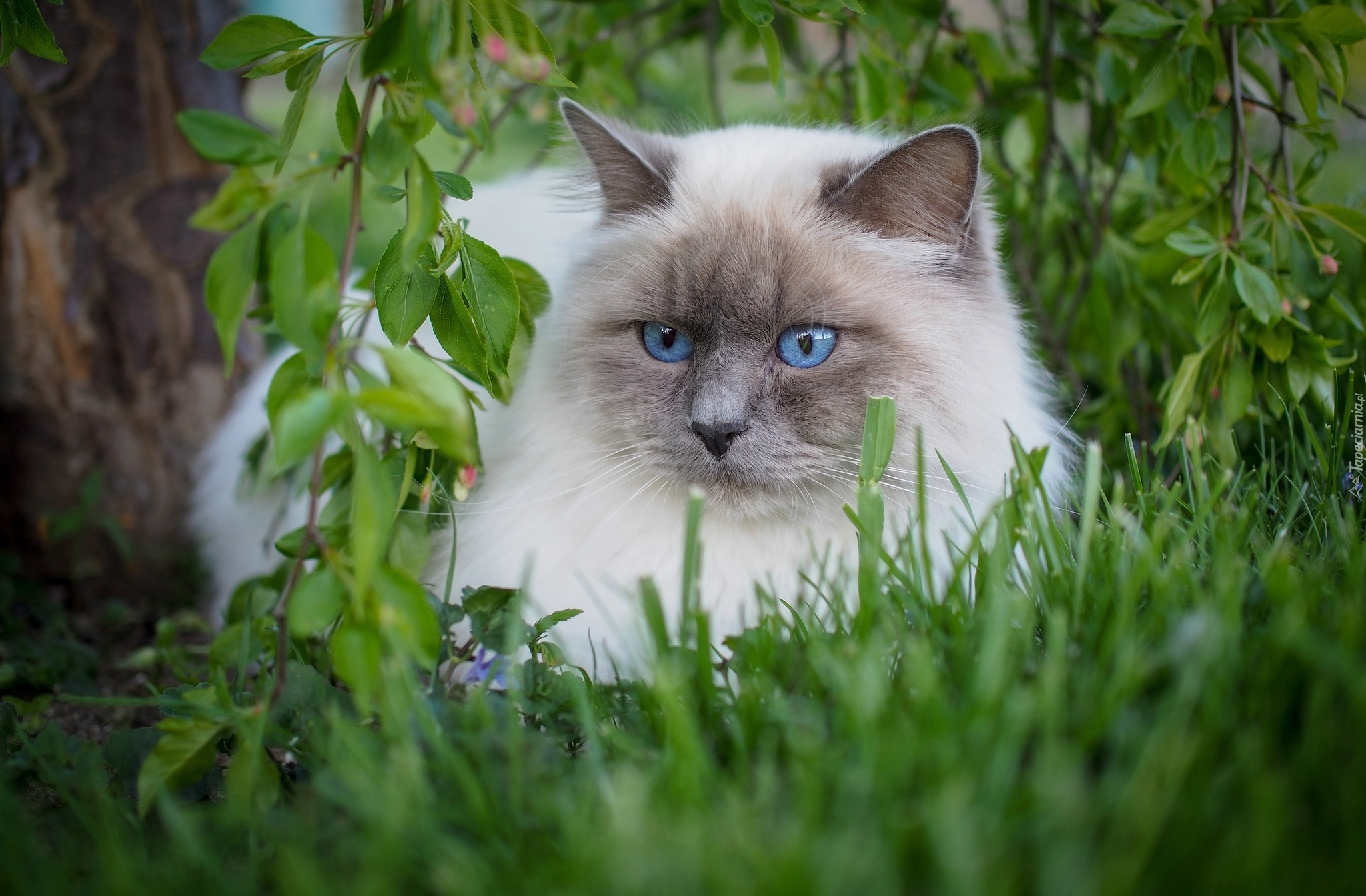 Puszysty, Biało-szary, Kot Ragdoll, Niebieskie, Oczy, Trawa