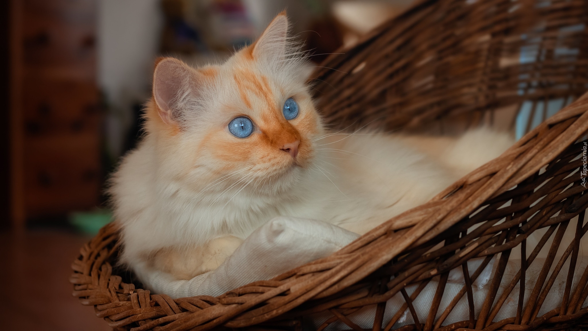 Niebieskooki, Kot, Siedzisko
