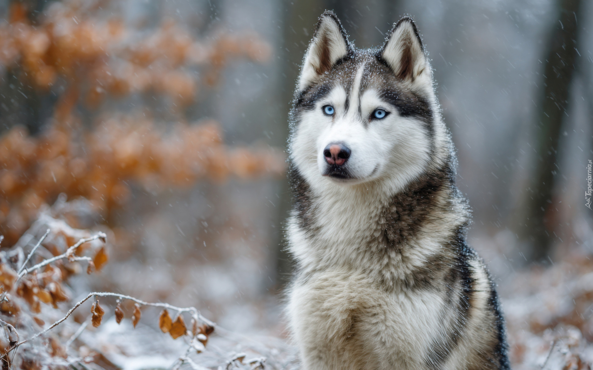 Pies, Siberian husky, Niebieskooki, Gałązki