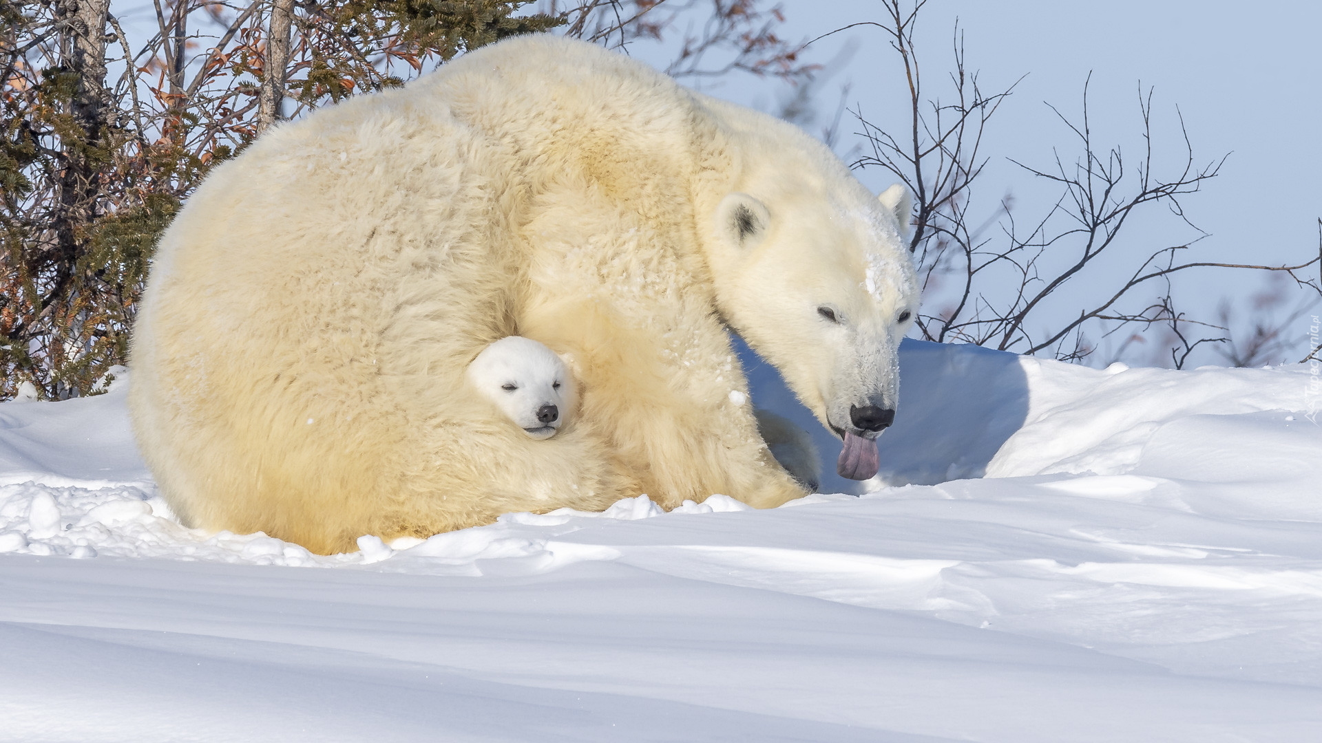 Dwa, Niedźwiedzie polarne, Niedźwiadek, Śnieg, Zima