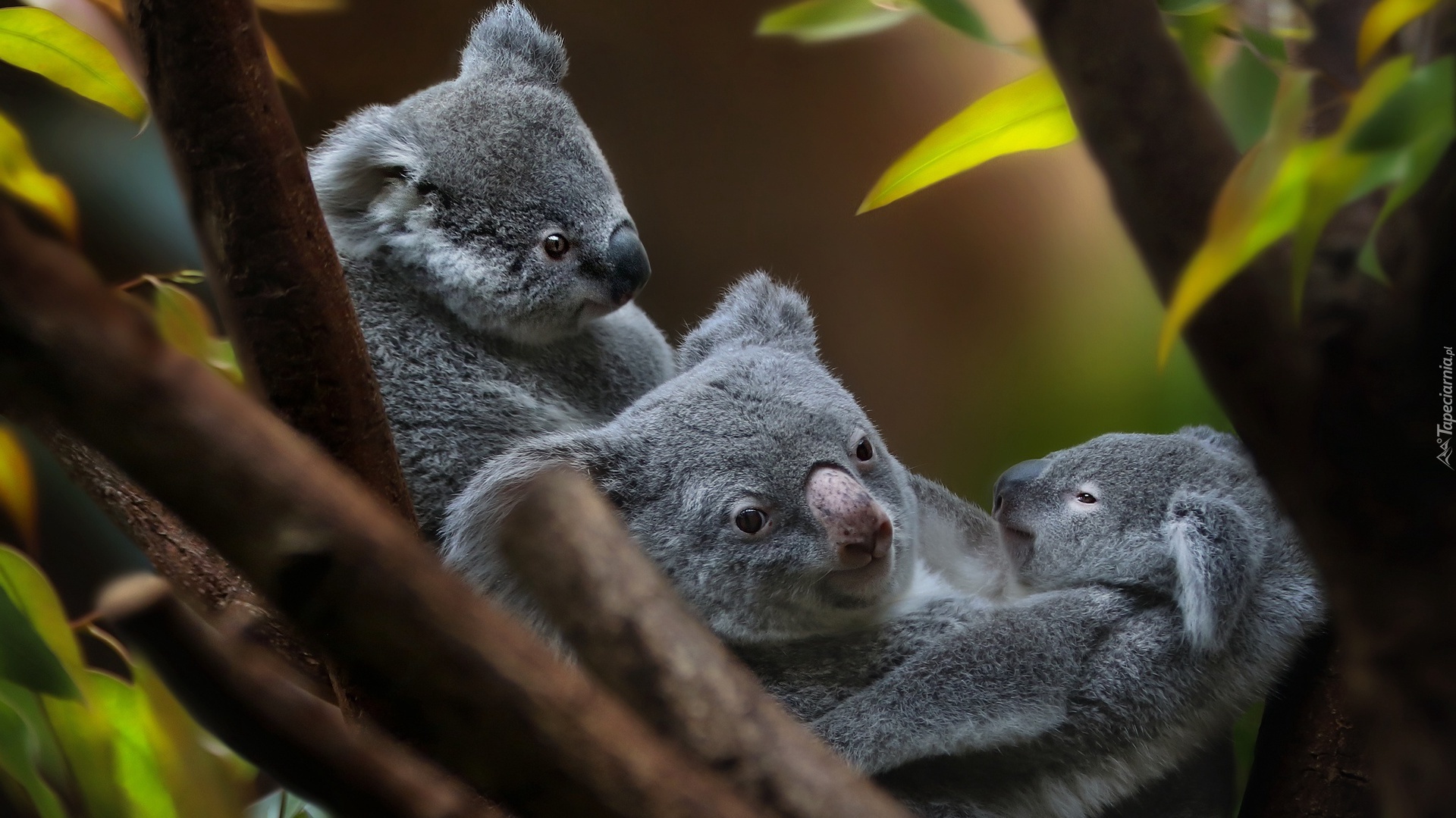 Niedźwiadki, Koala, Gałęzie, Liście