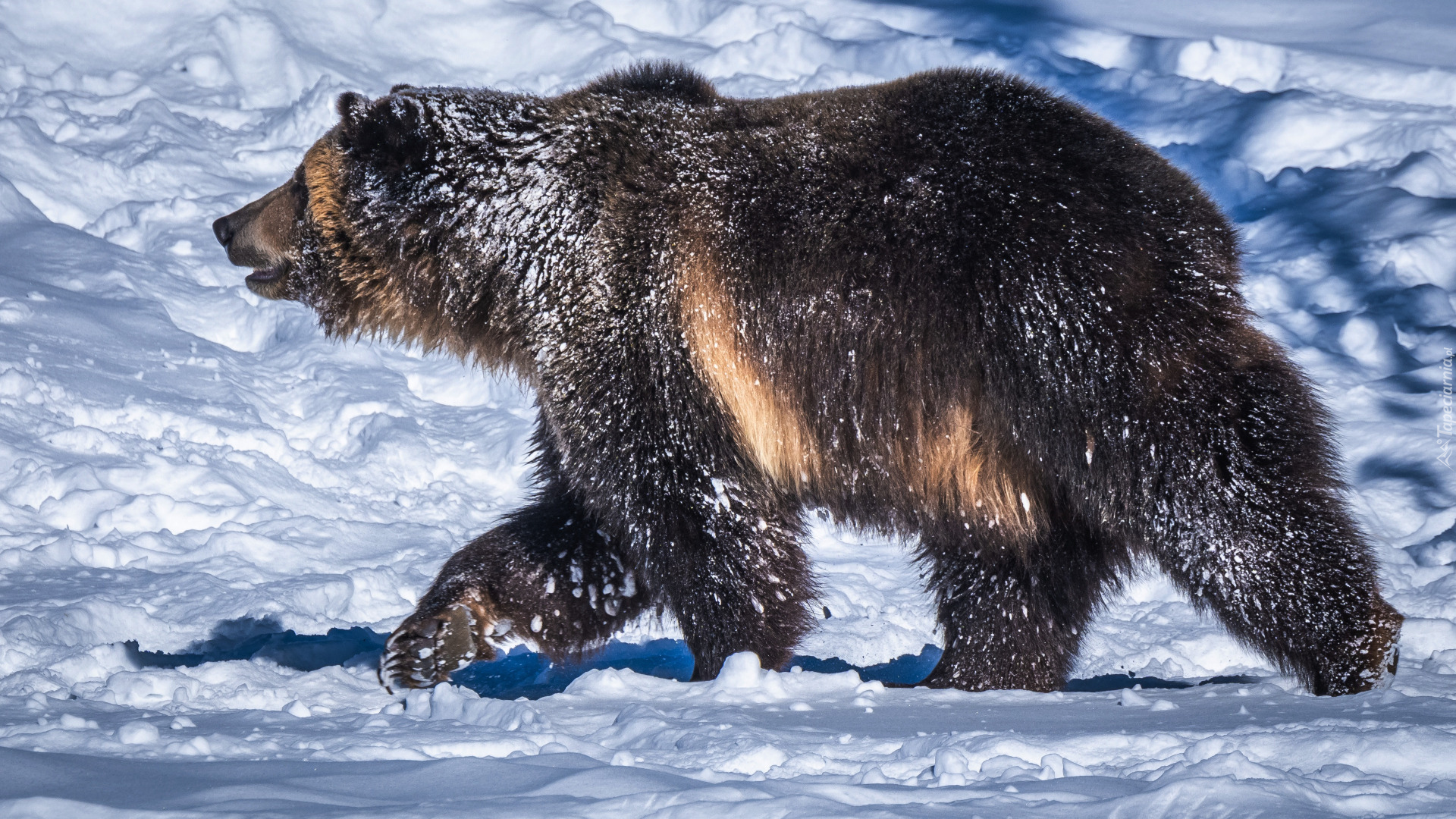 Niedźwiedź brunatny, Śnieg