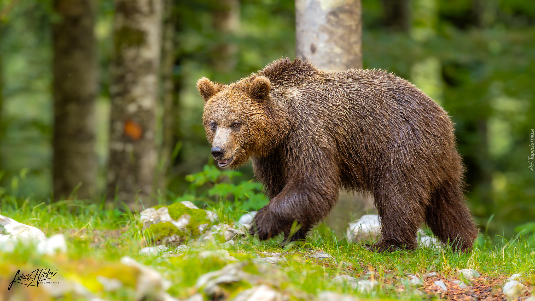Idący, Niedźwiedź brunatny
