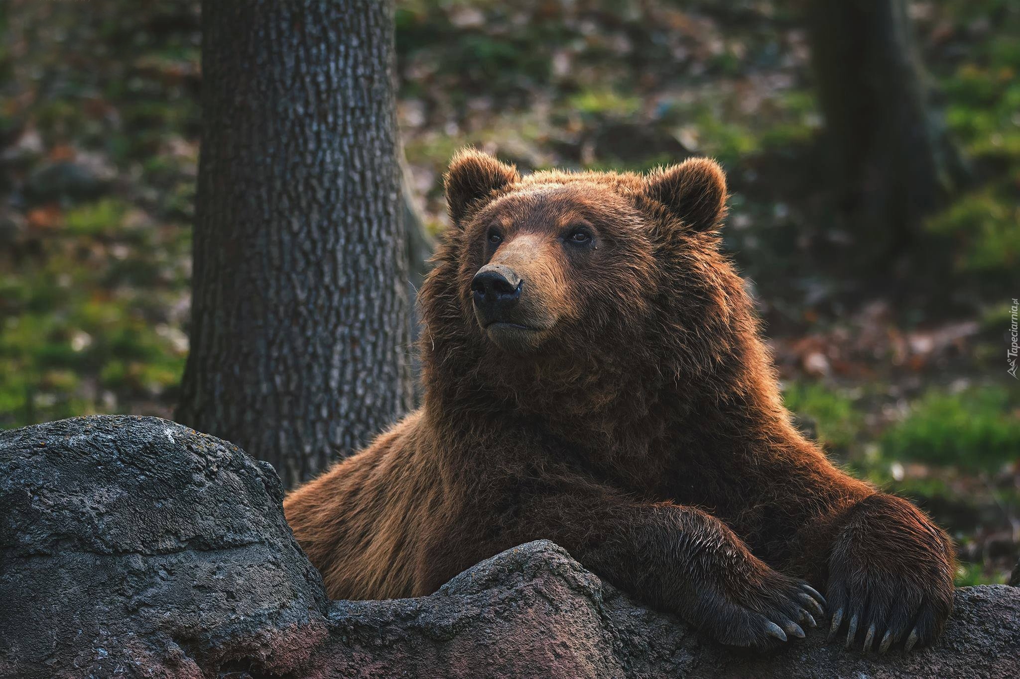 Niedźwiedź brunatny, Grizzly, Kamień, Las