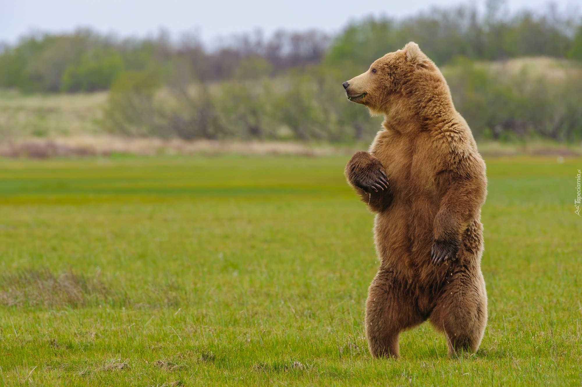 Stojący, Niedźwiedź, Grizzly, Trawa