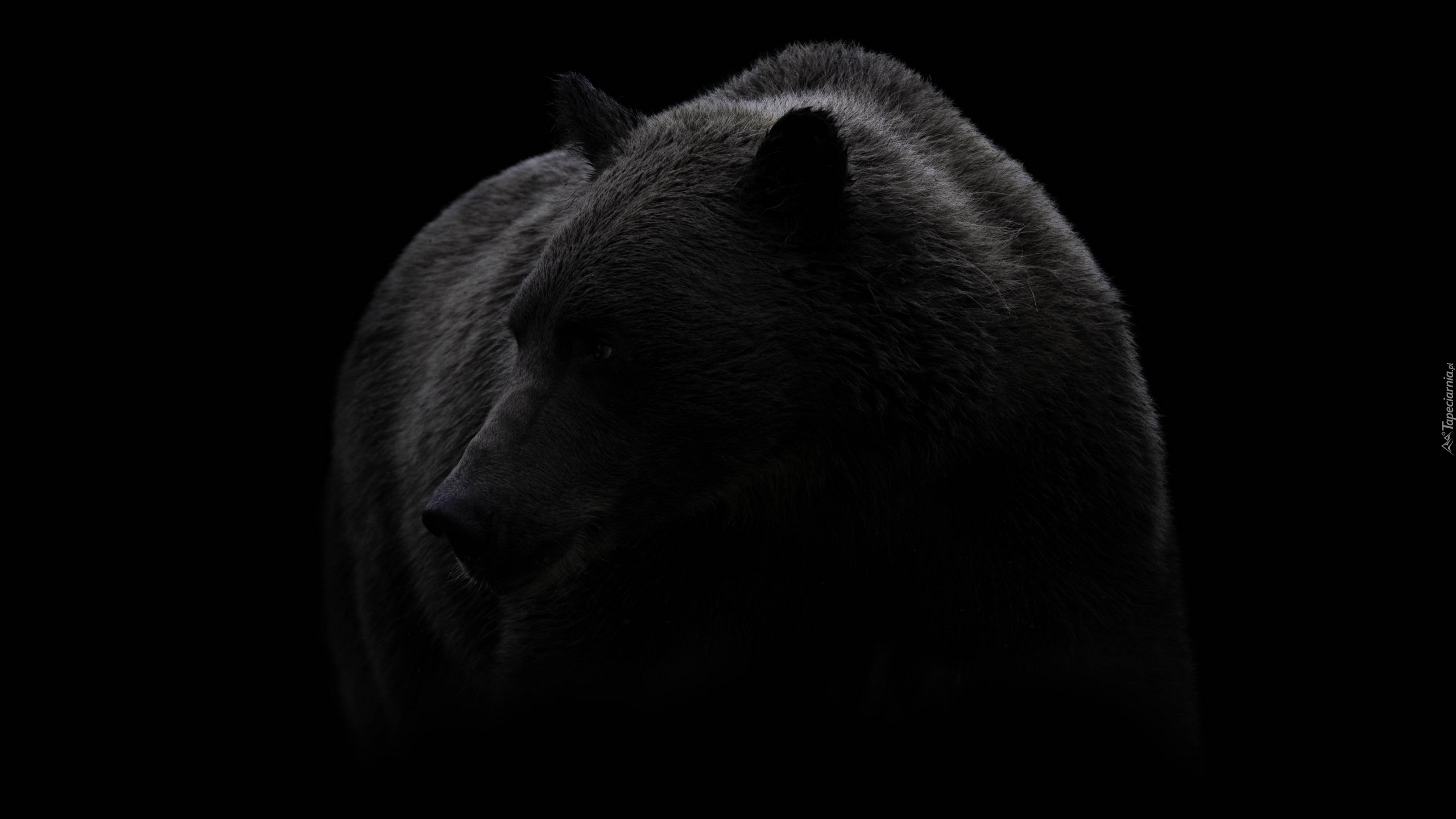 Niedźwiedź, Czarne tło