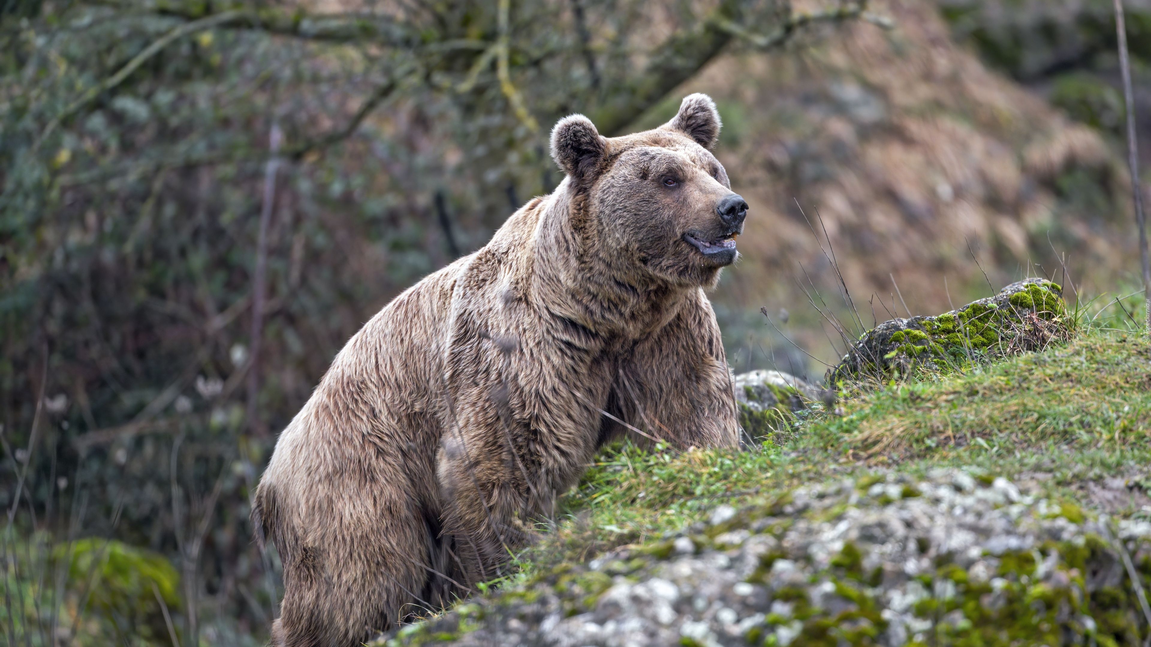 Grizzly, Niedźwiedź