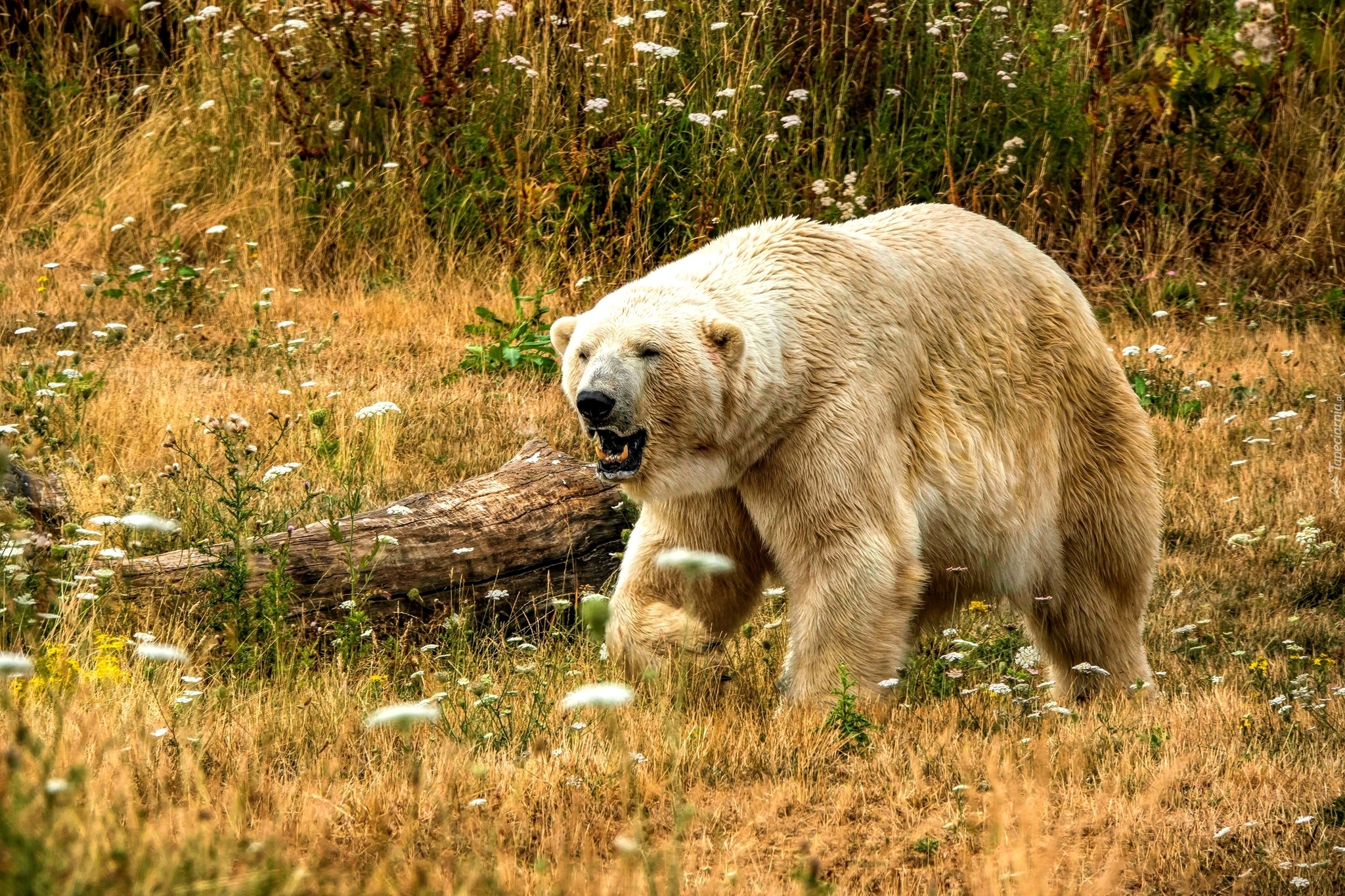 Niedźwiedź polarny, Łąka, Pień