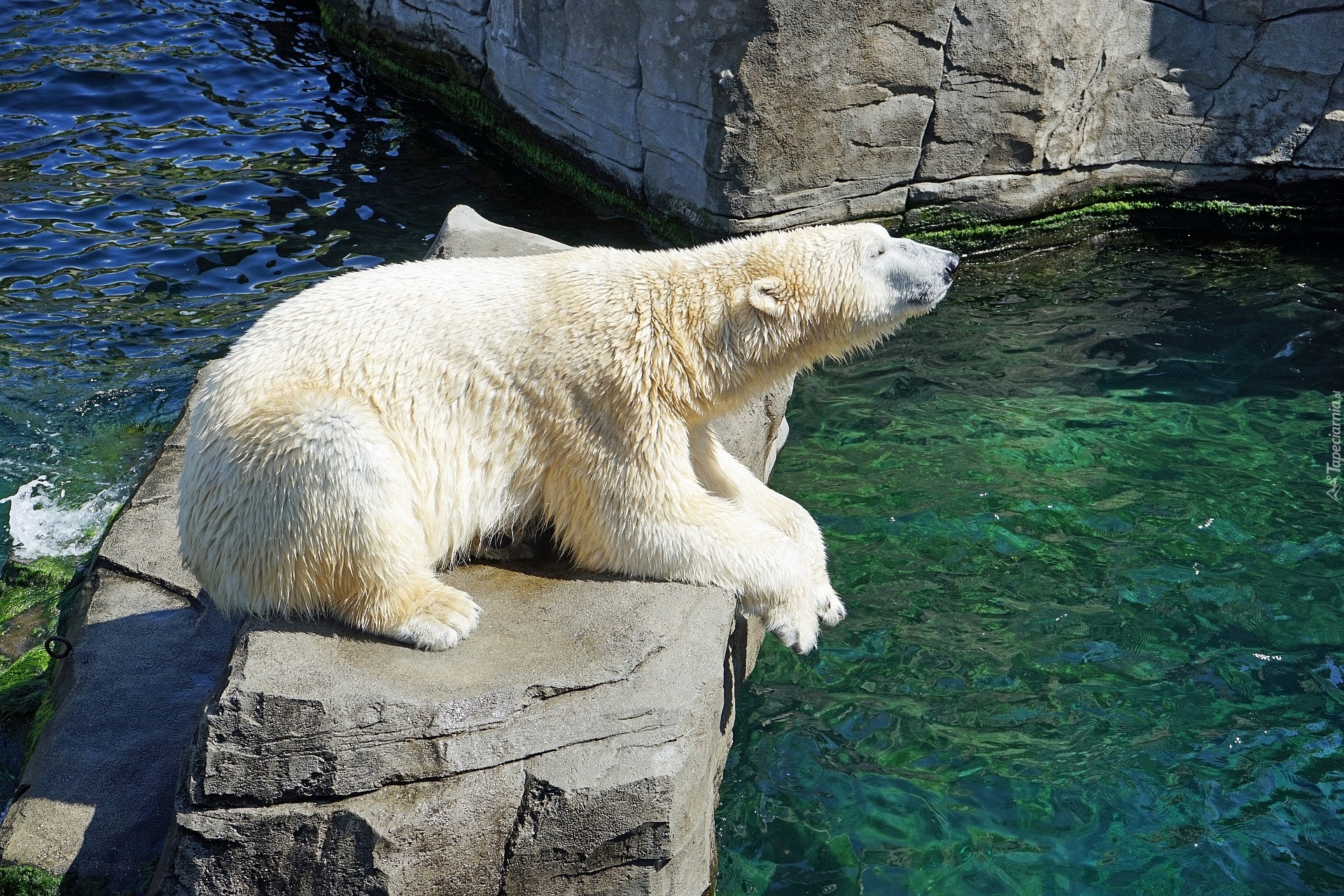 Niedźwiedź polarny, Skała