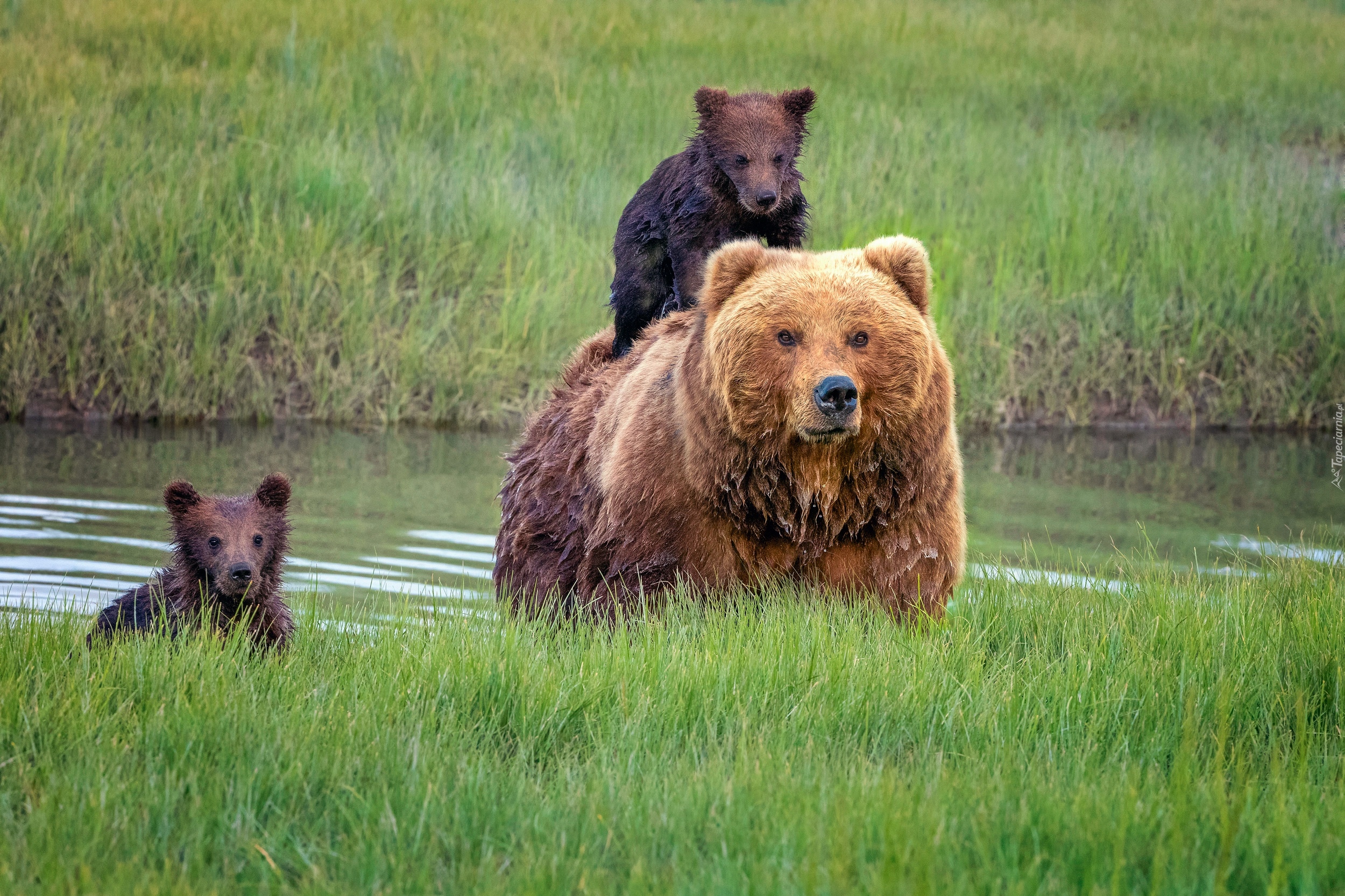 Niedźwiedź, Brunatny, Małe, Niedźwiadki